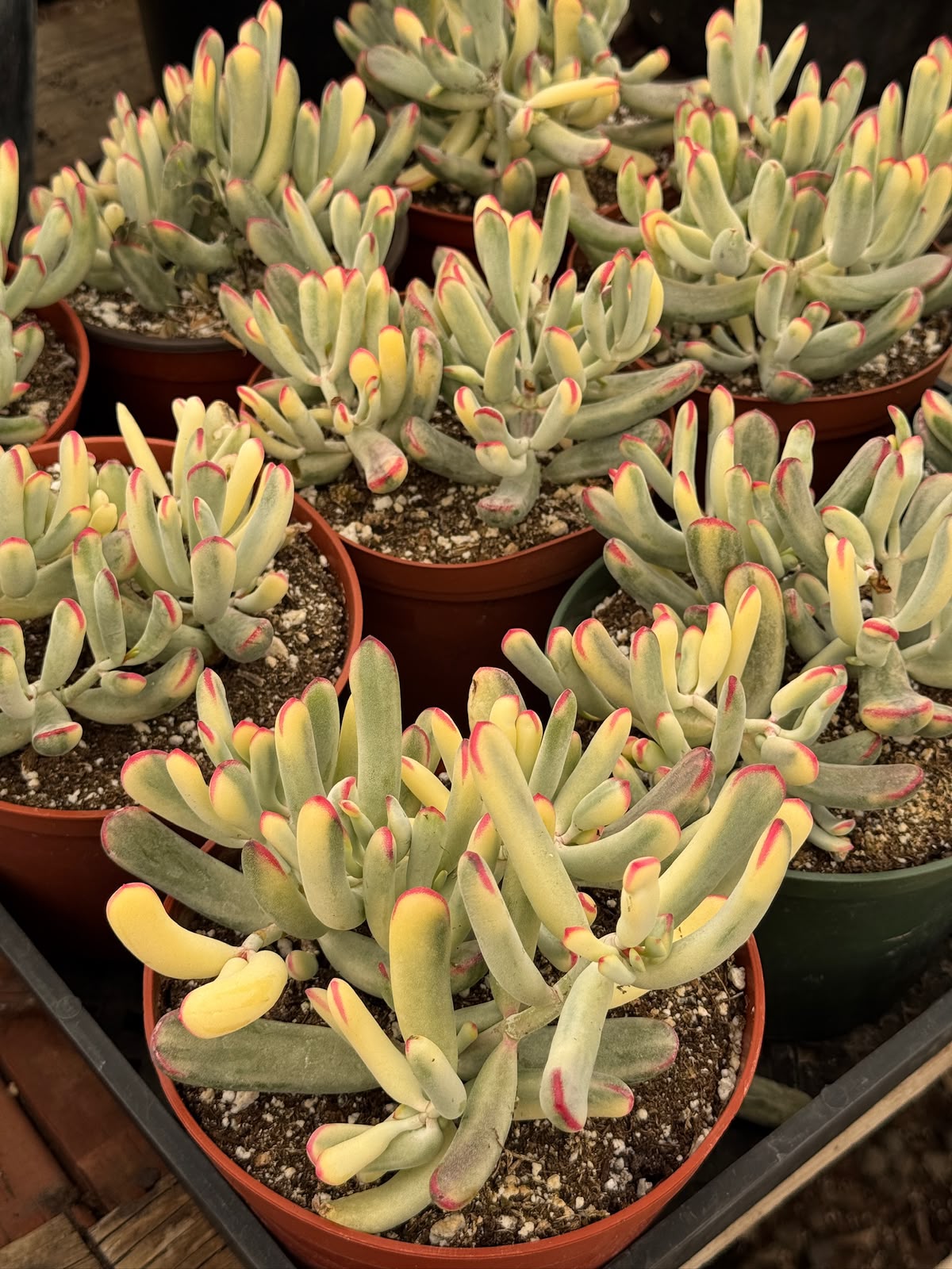 Cotyledon orbiculata var. Flanaganii 6”