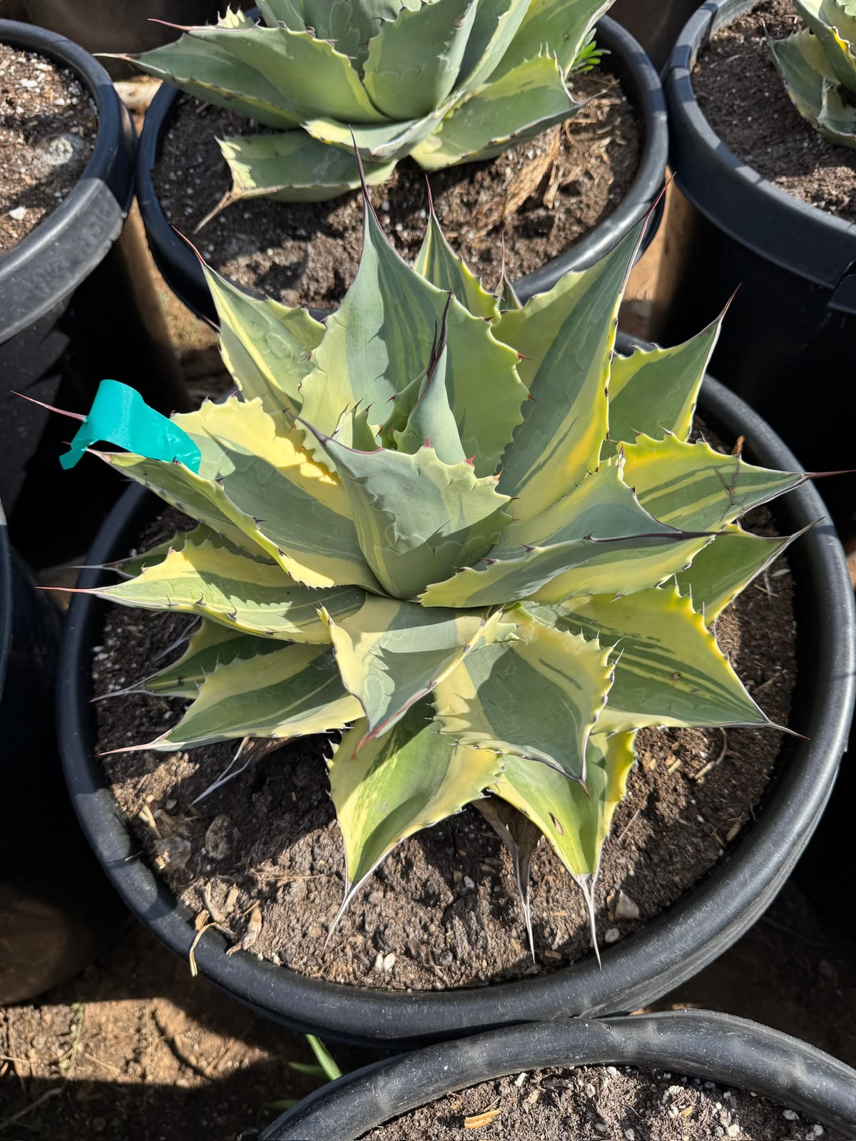 Agave ovatifolia ‘orca’ jumbo