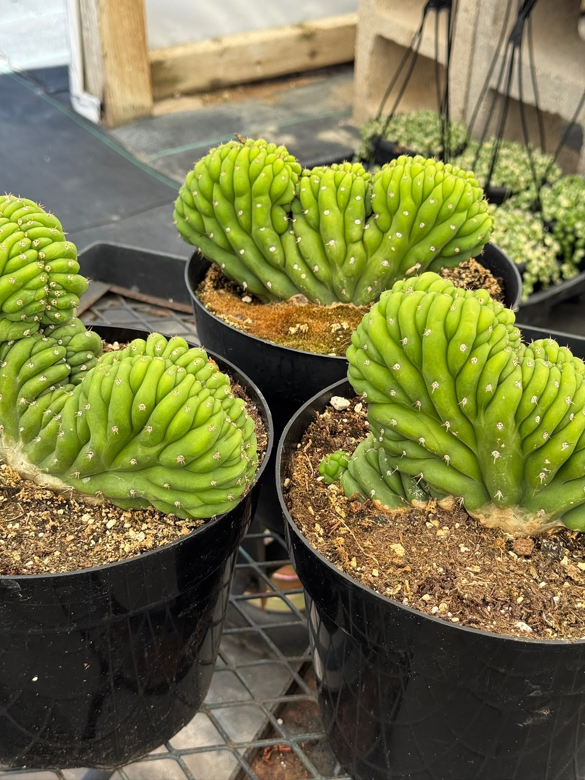 Cresta san Pedro 8”