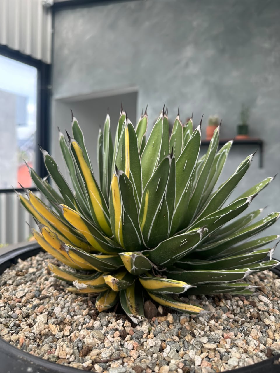 Agave Victoria reginae variegado
