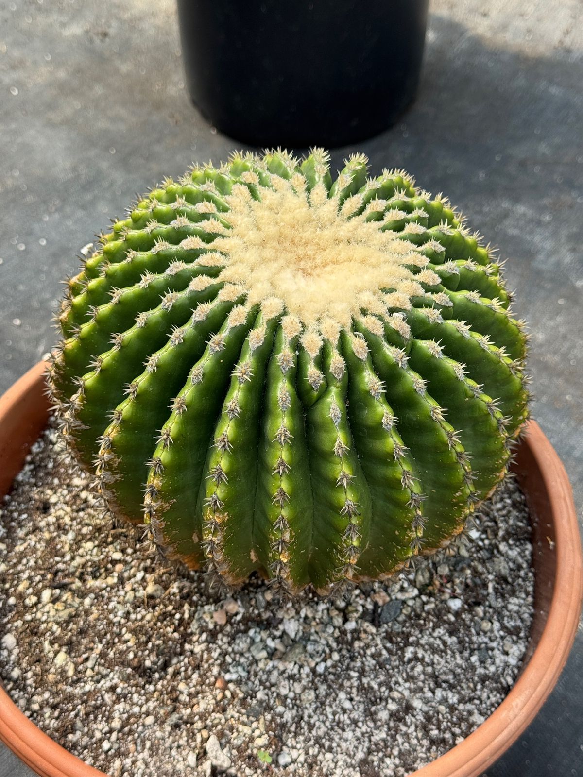 Echinocactus grusonii inermis