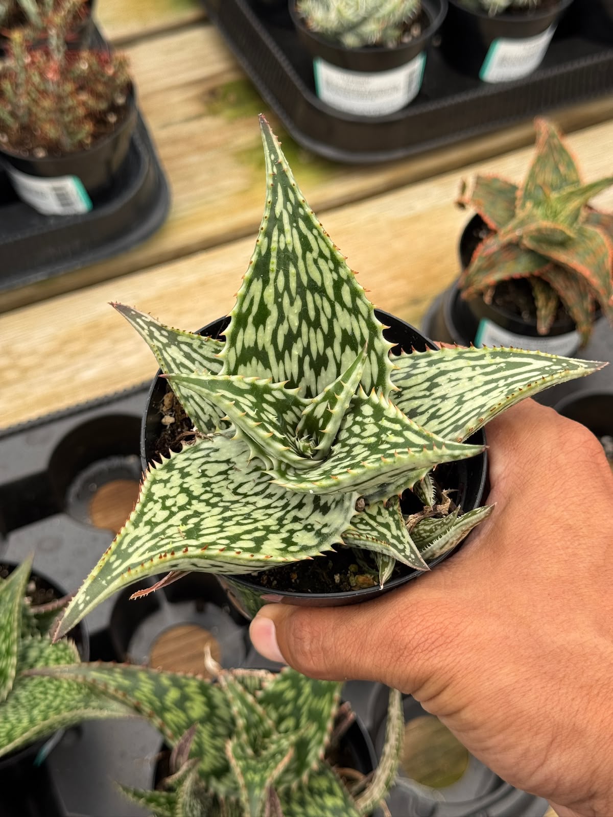 Aloe Harlana