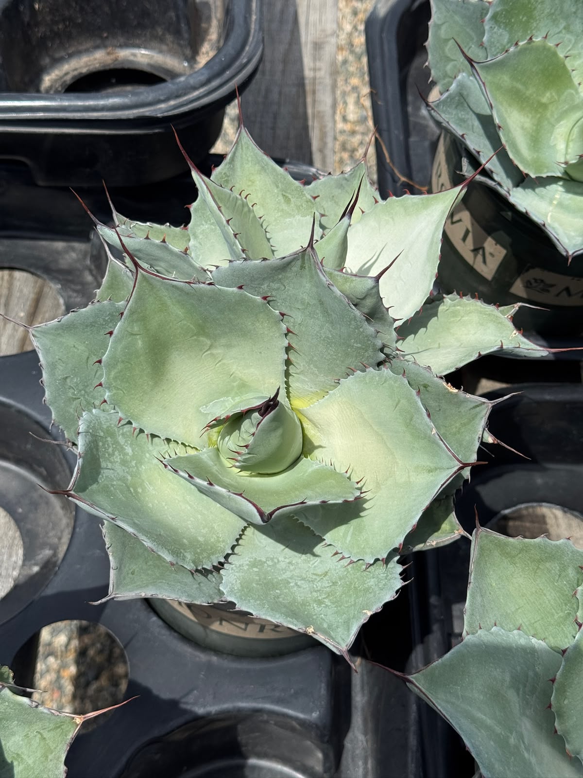 Agave ovatifolia x Parryi Truncata