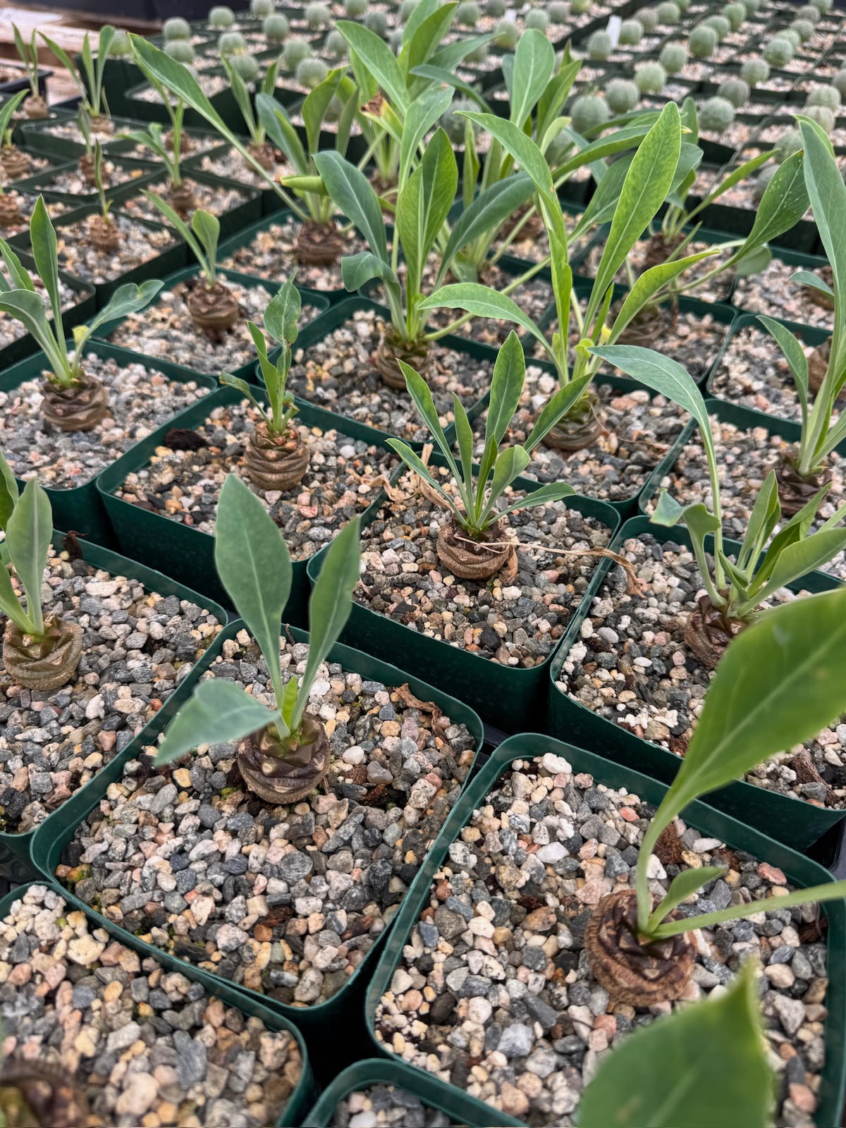 Euphorbia bupleurifolia