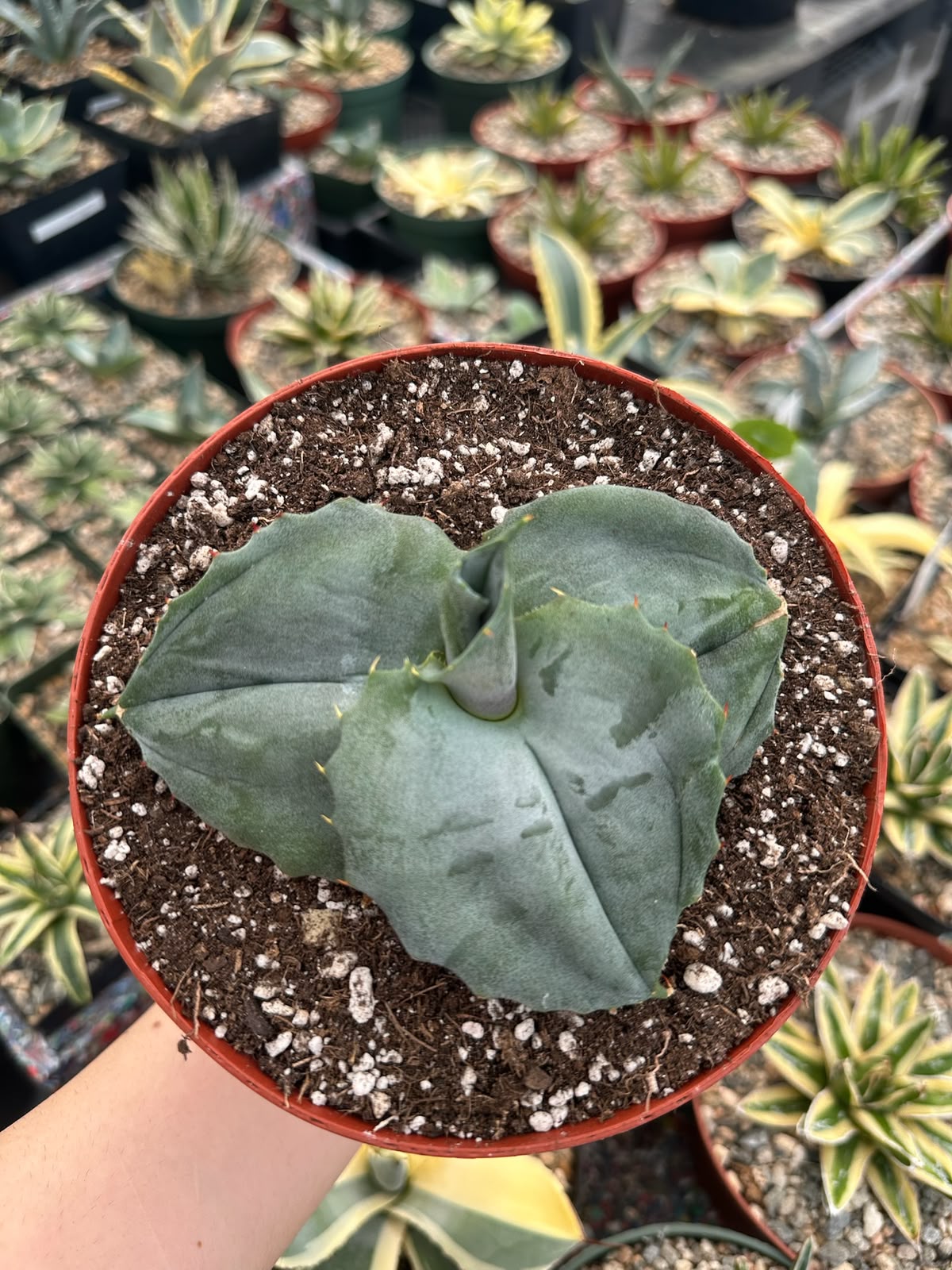 Agave marmorata