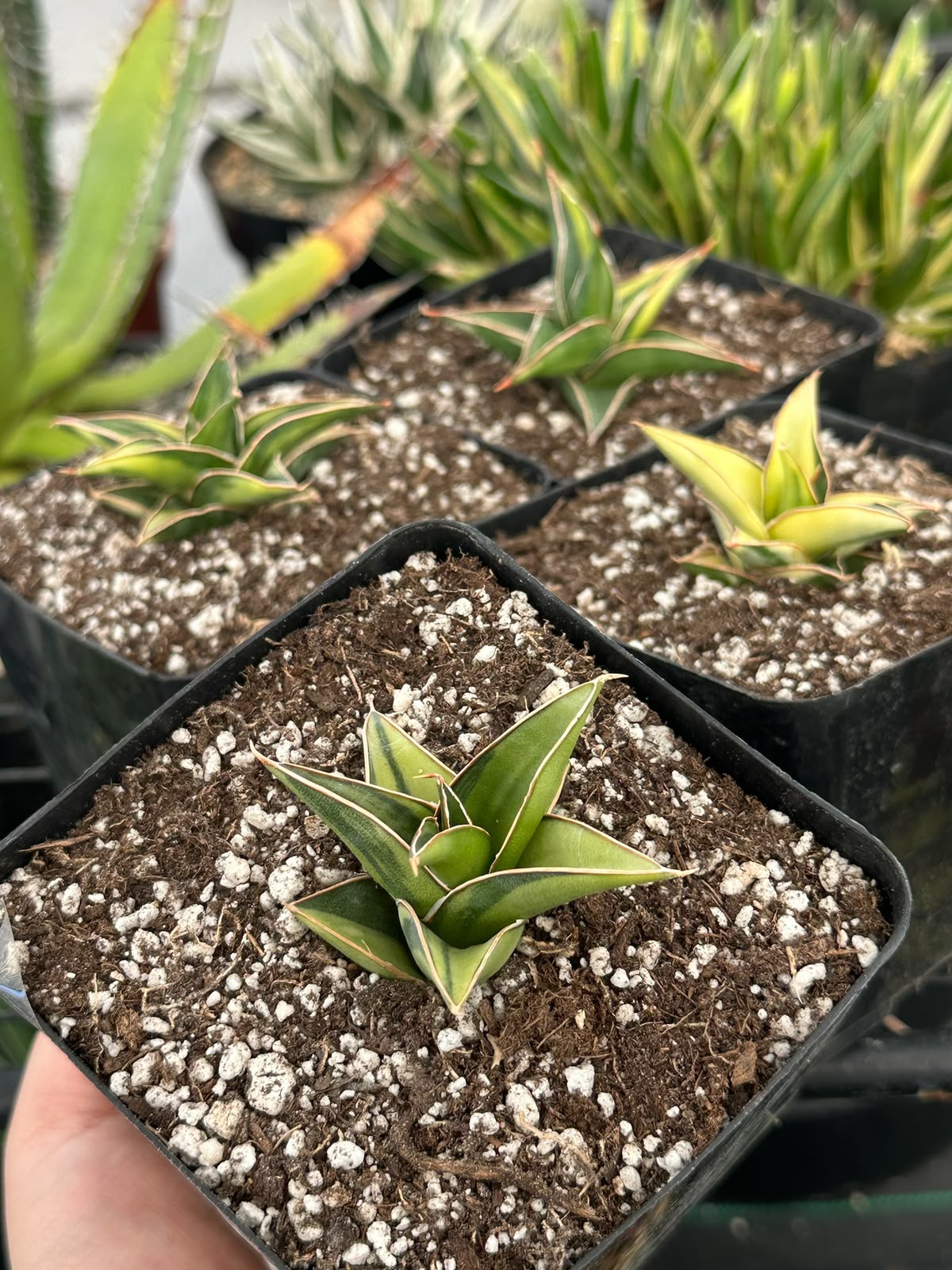 Sansevieria lavranos
