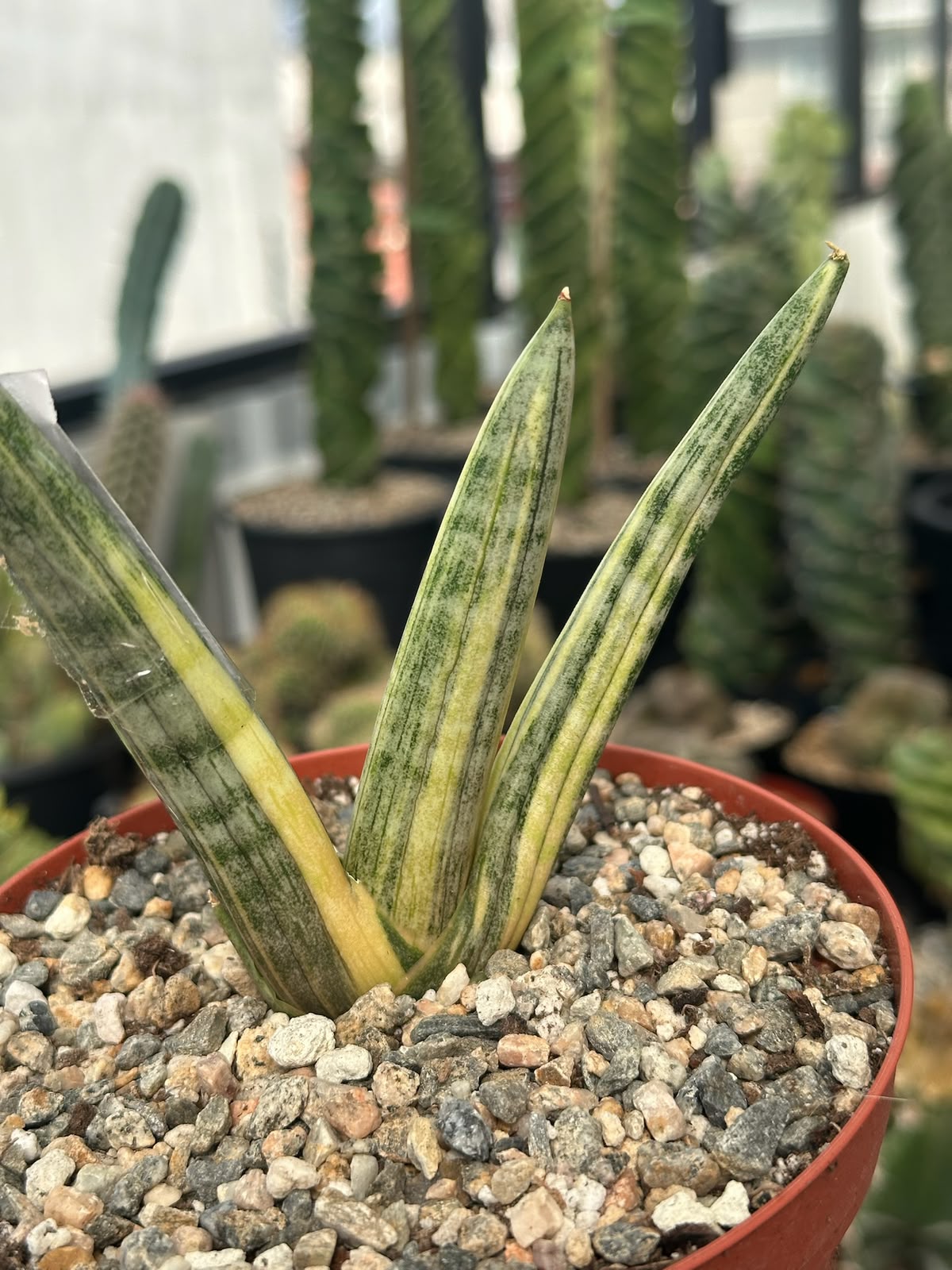 Sansevieria boncel