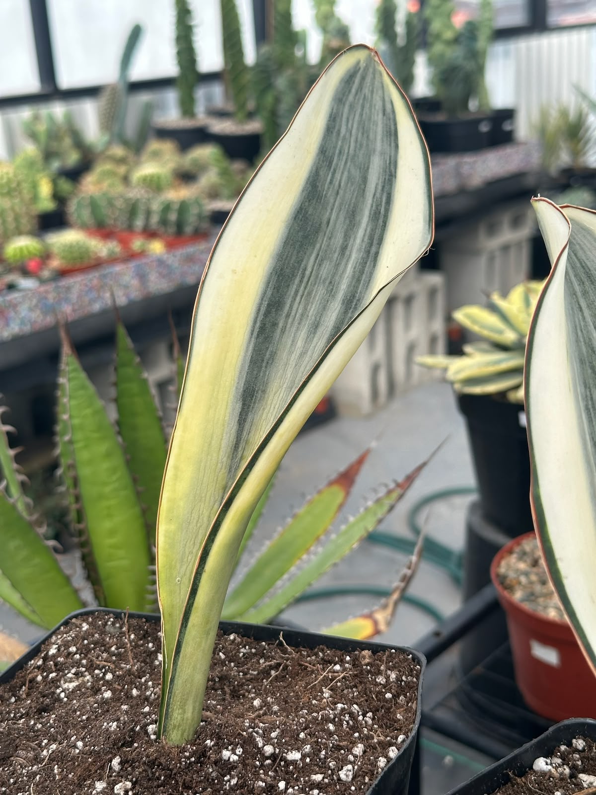 Sansevieria masoniana striata