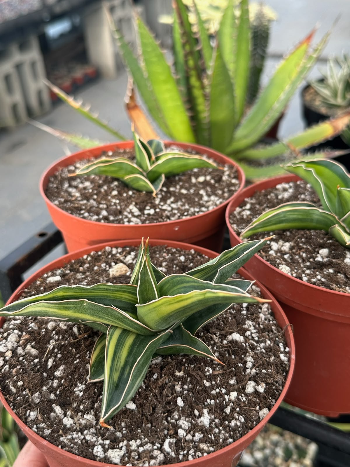 Aloe Somaliensis