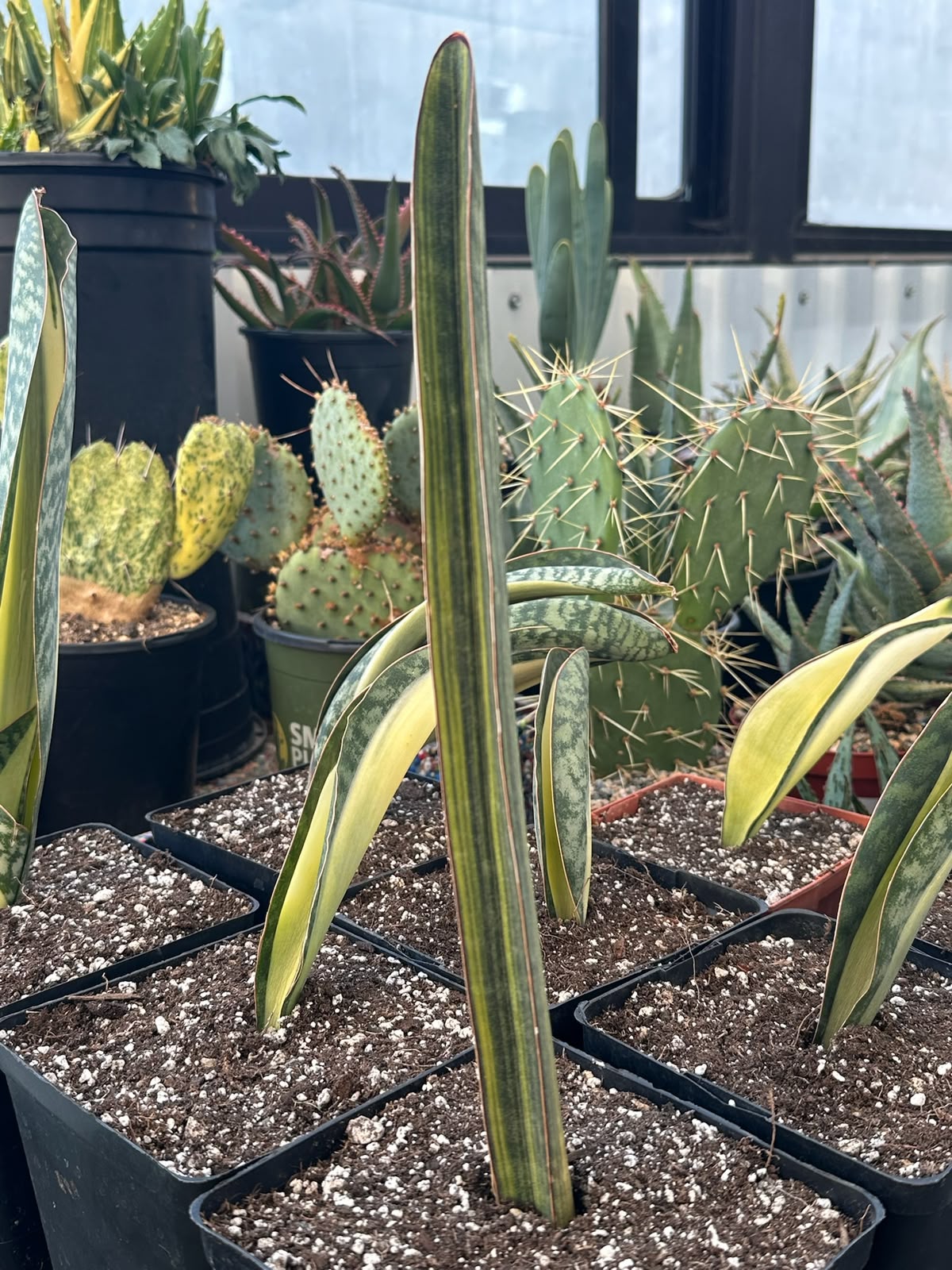 Sansevieria baseball
