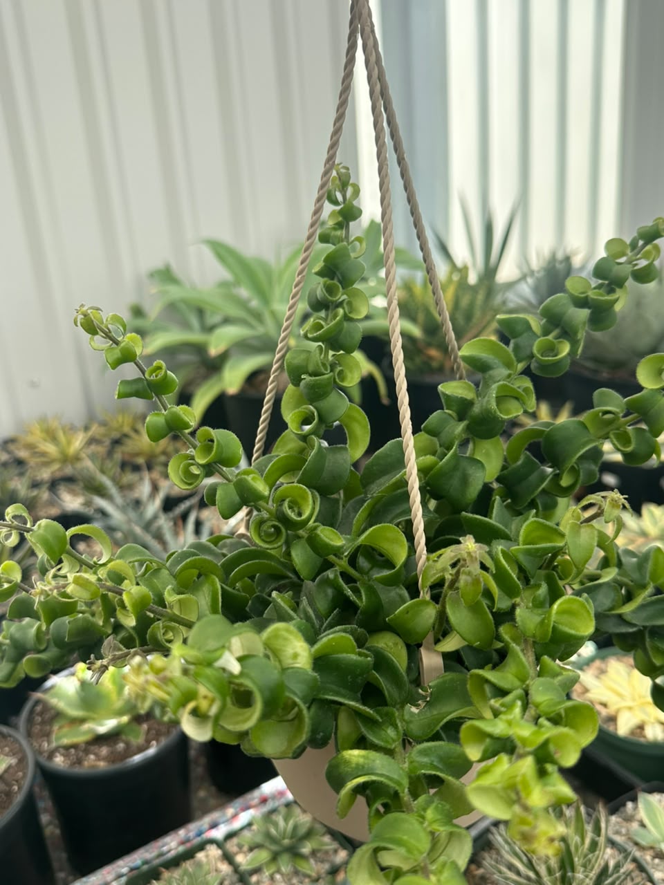 Curly Lipstick (Aeschynanthus Rasta)