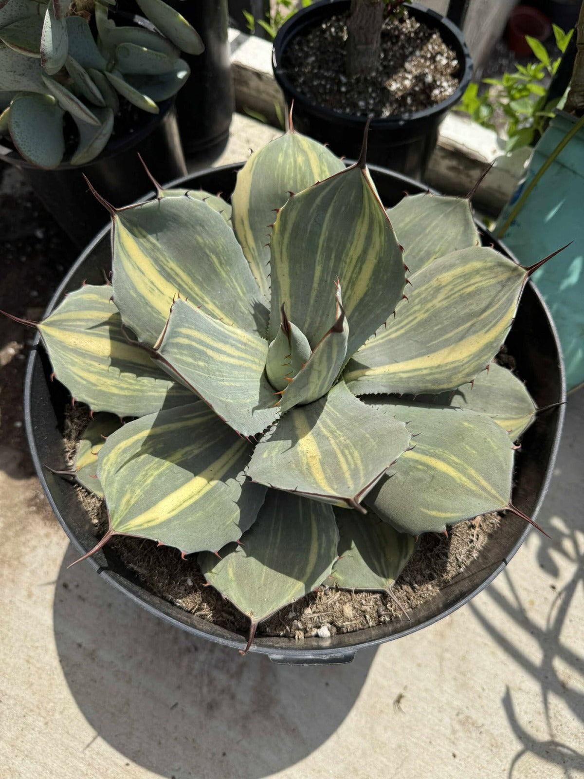 Agave parryi variegado (G)