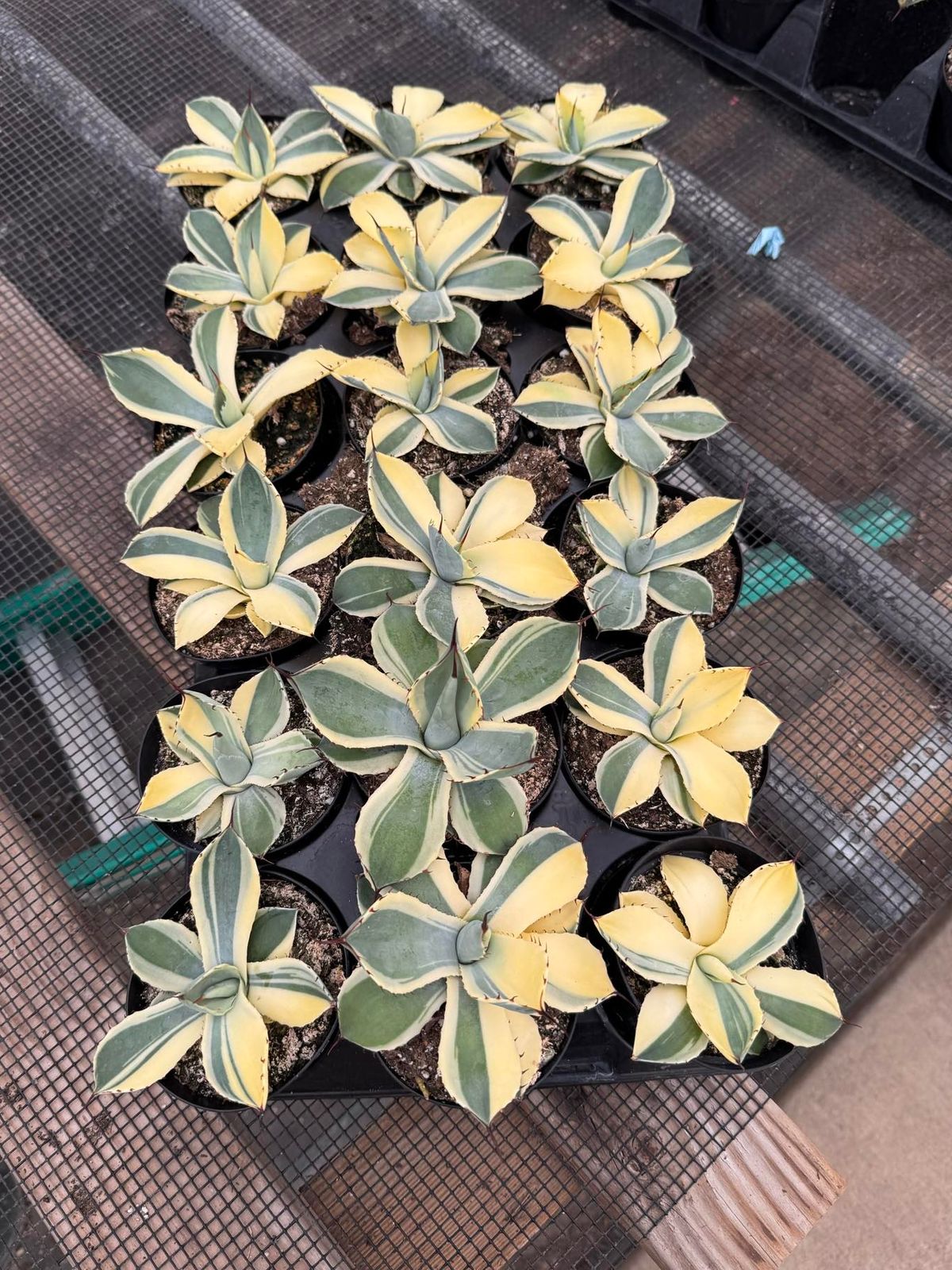 Agave parryi truncata half moon variegado