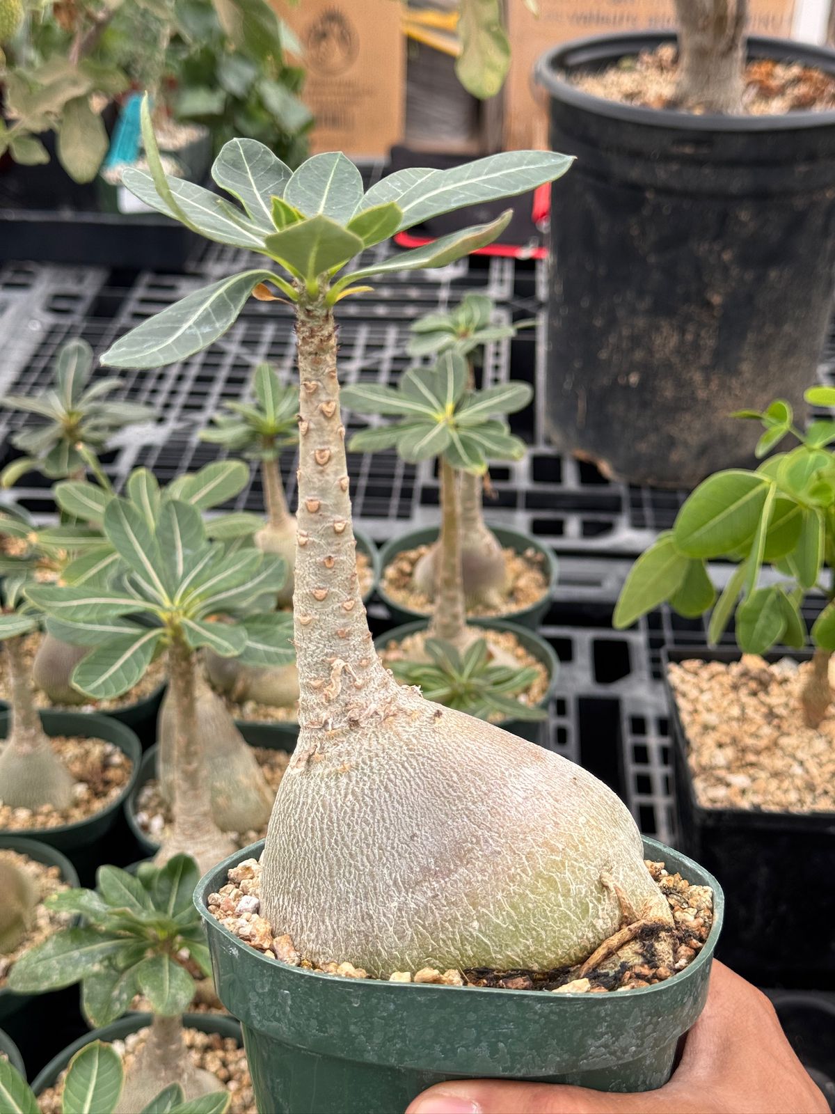 Adenium socotranum