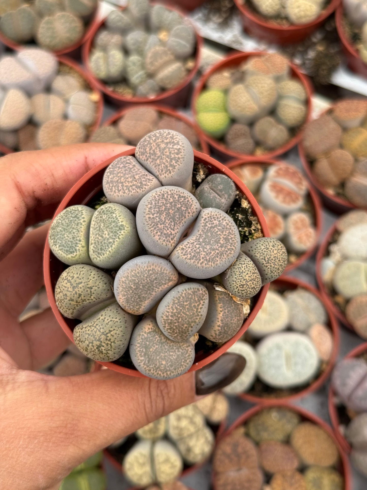 Charola de 28 macetas de lithops 2.5”