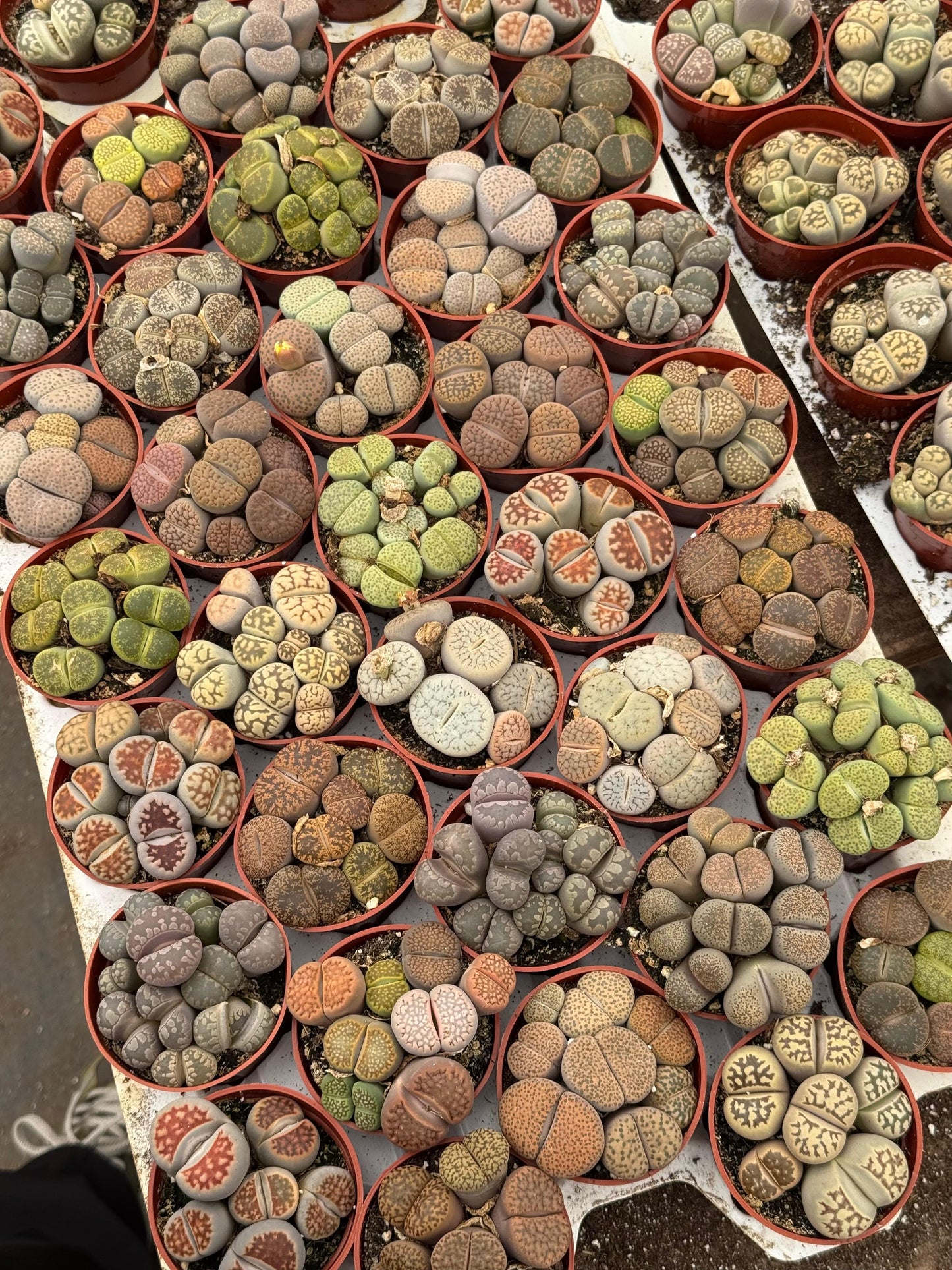 Charola de 28 macetas de lithops 2.5”
