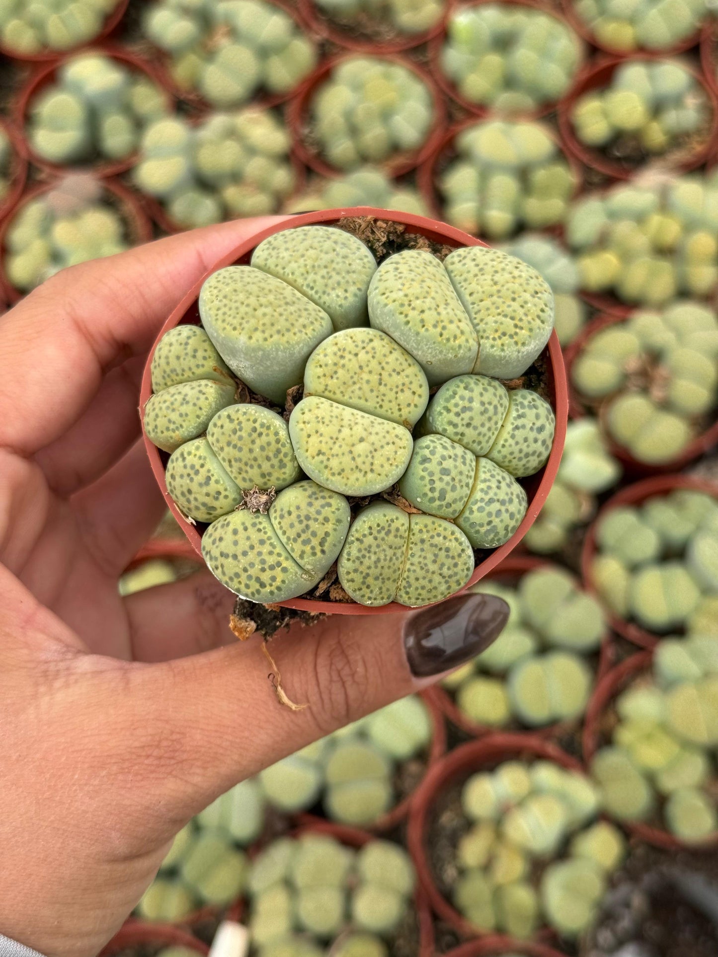 Charola de 28 macetas de lithops 2.5”