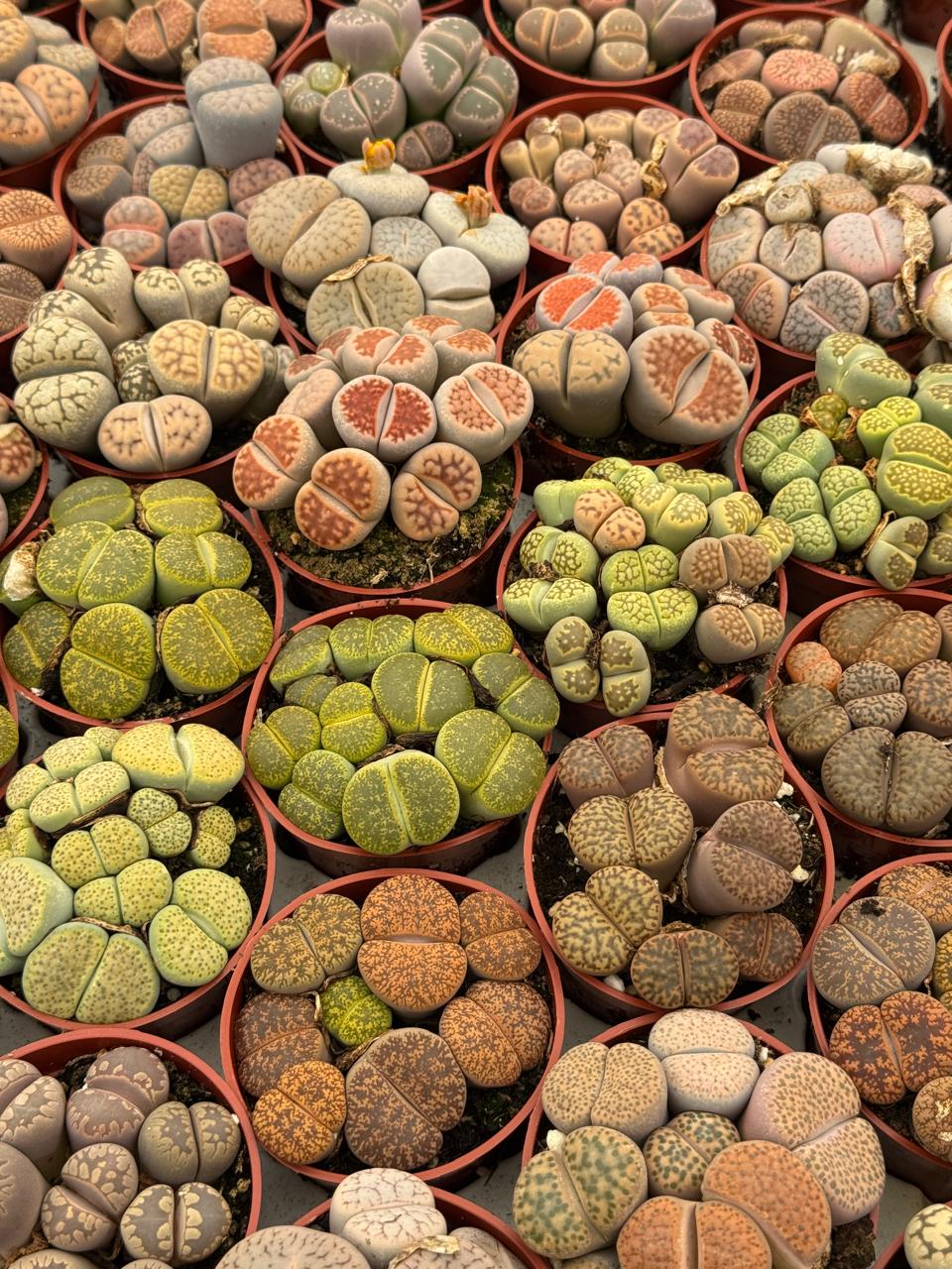 Charola de 28 macetas de lithops 2.5”