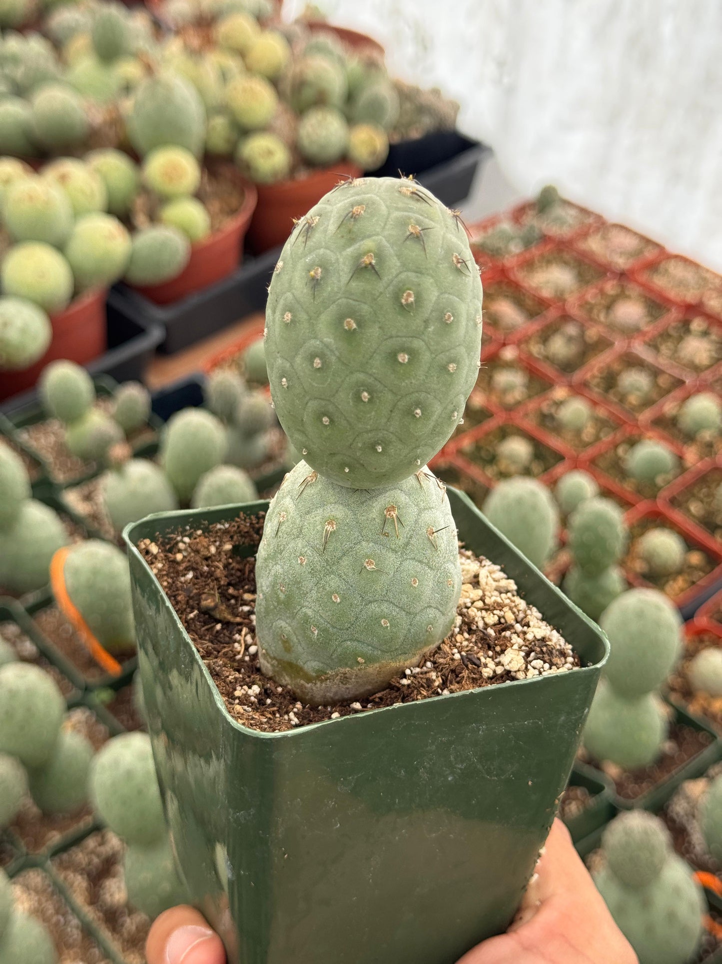 Tephrocactus geometricus (2 o más cabecitas)