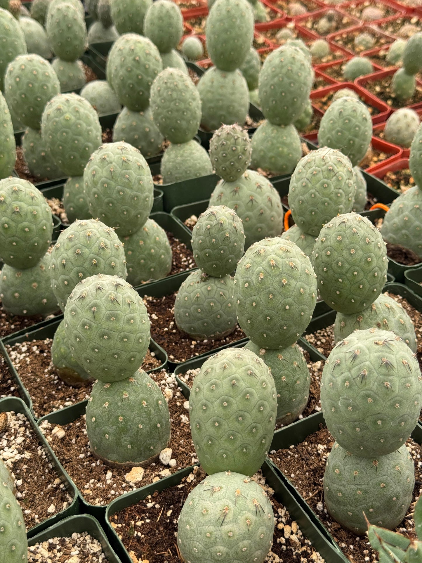 Tephrocactus geometricus (2 o más cabecitas)