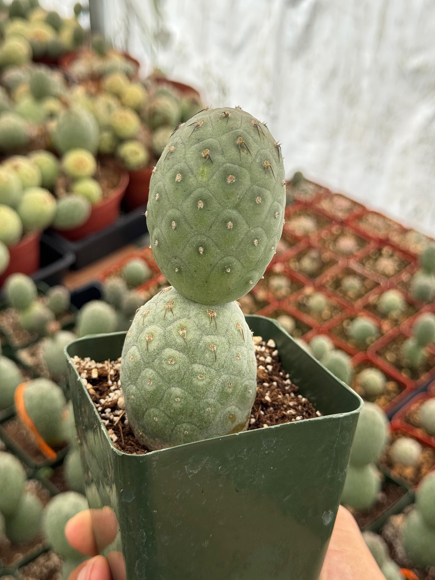 Tephrocactus geometricus (2 o más cabecitas)