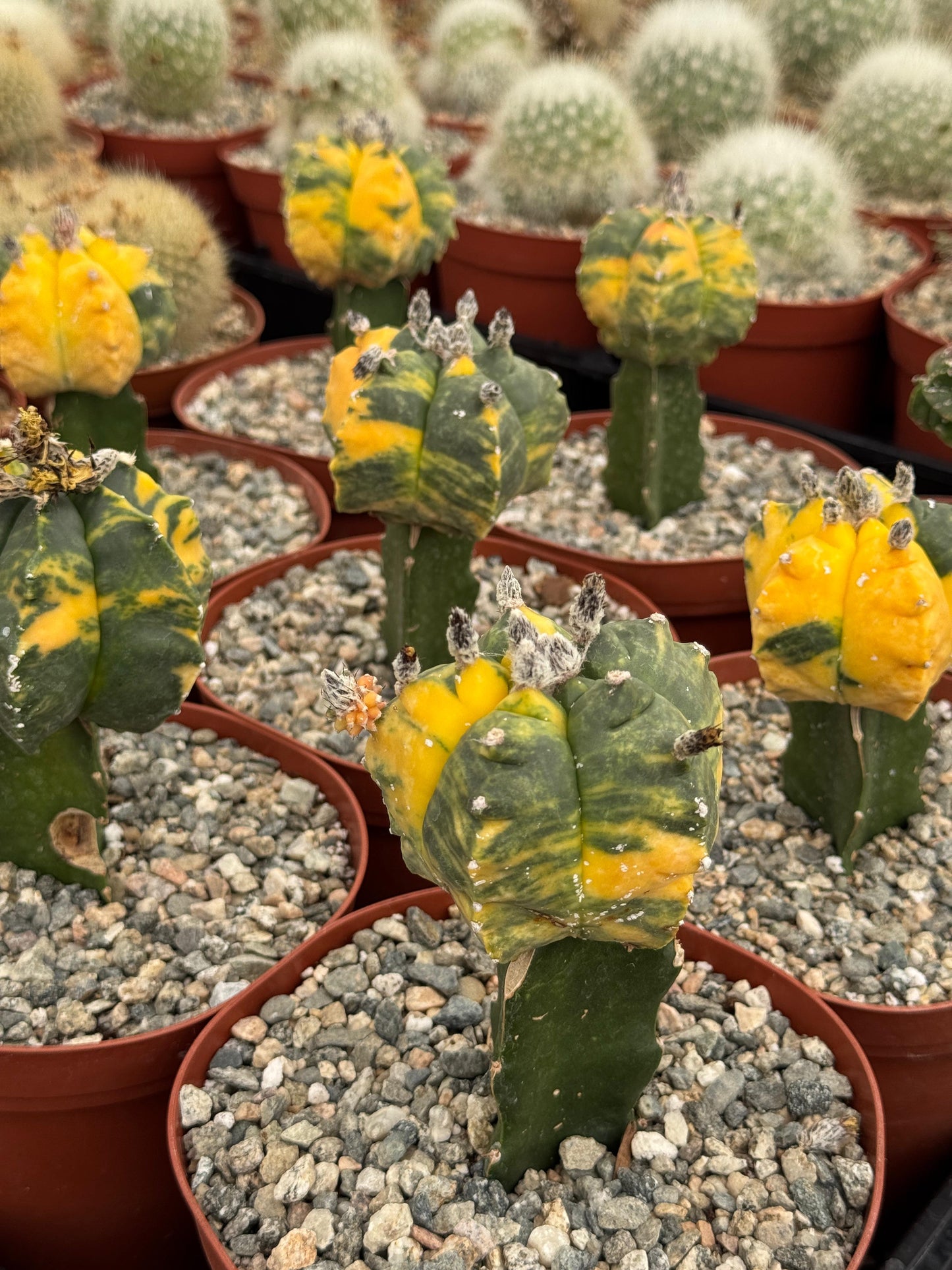 Injerto de astrophytum variegado
