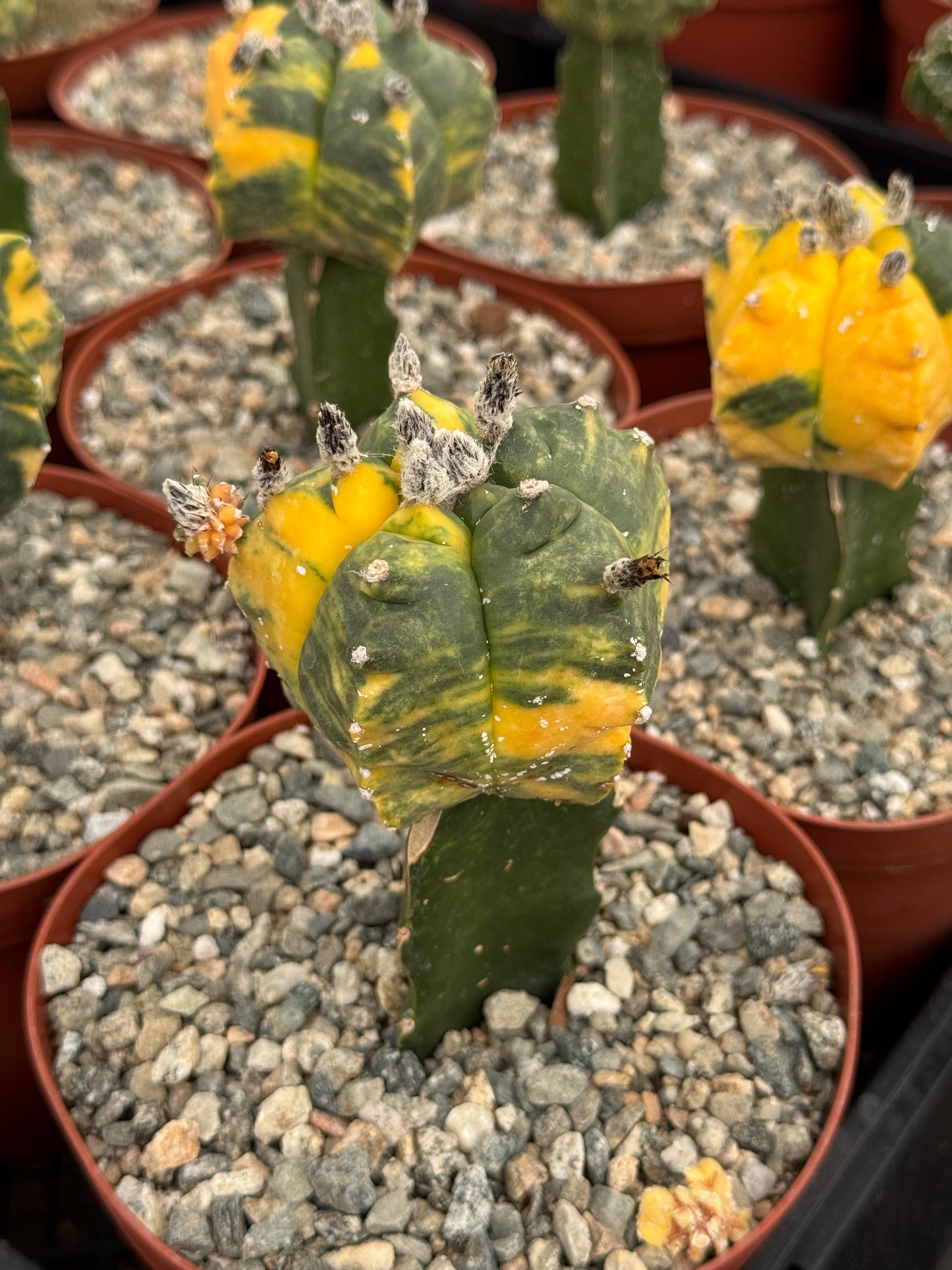 Injerto de astrophytum variegado