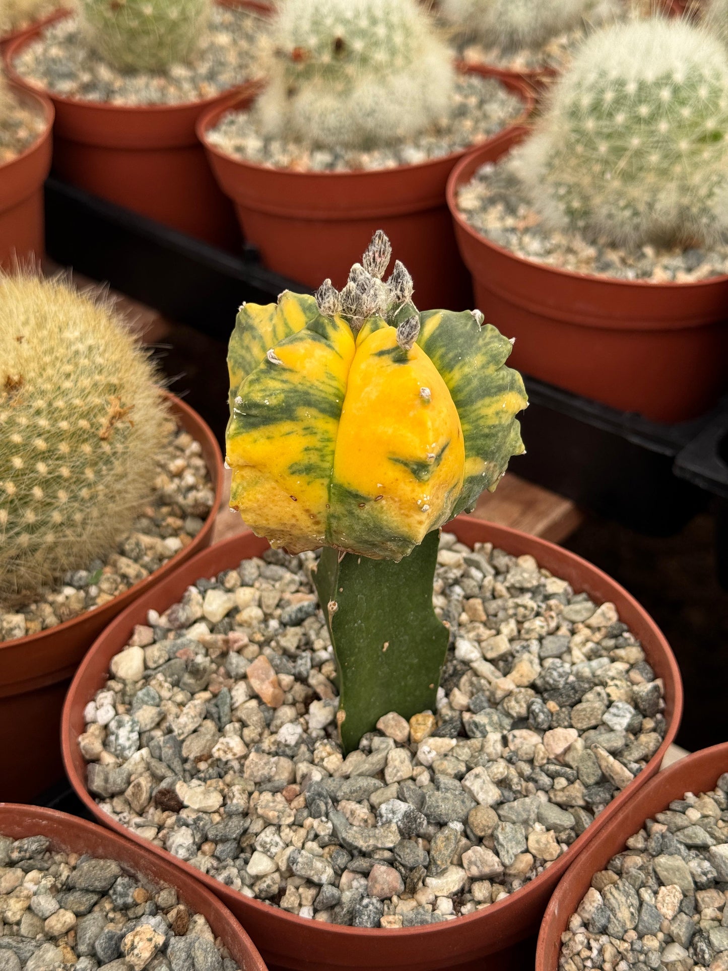 Injerto de astrophytum variegado