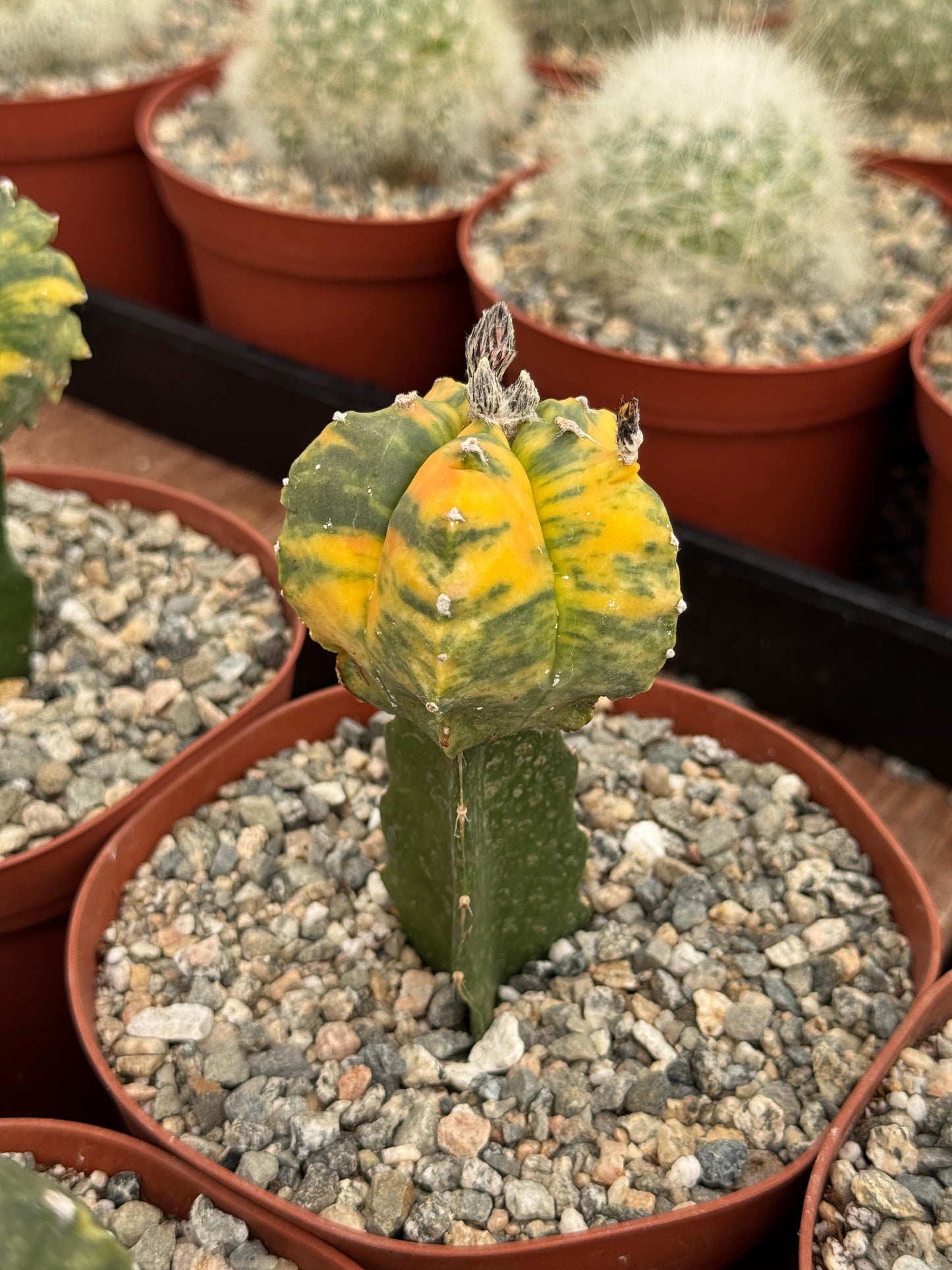 Injerto de astrophytum variegado