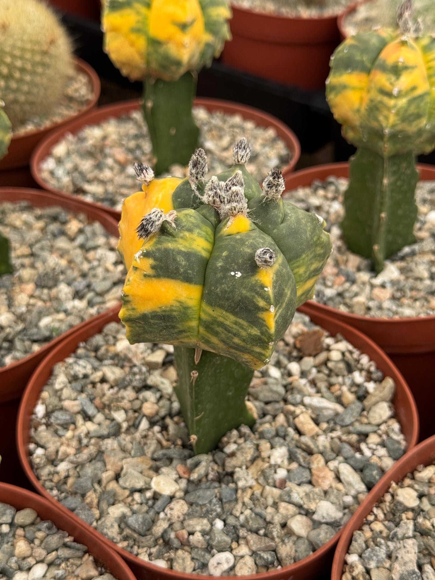 Injerto de astrophytum variegado