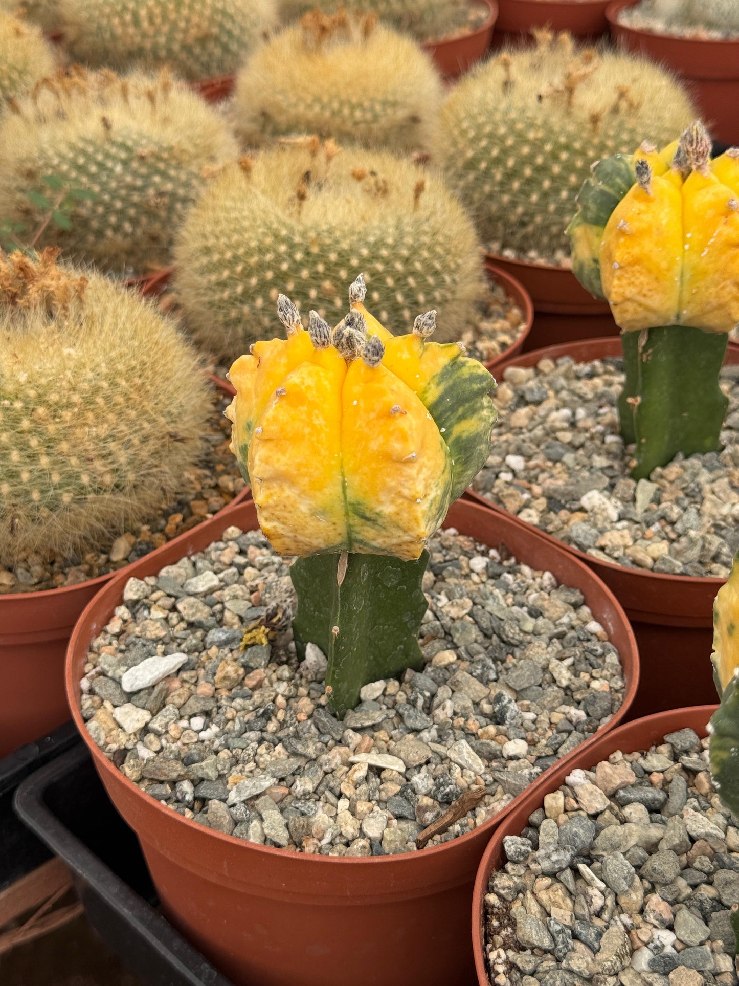 Injerto de astrophytum variegado