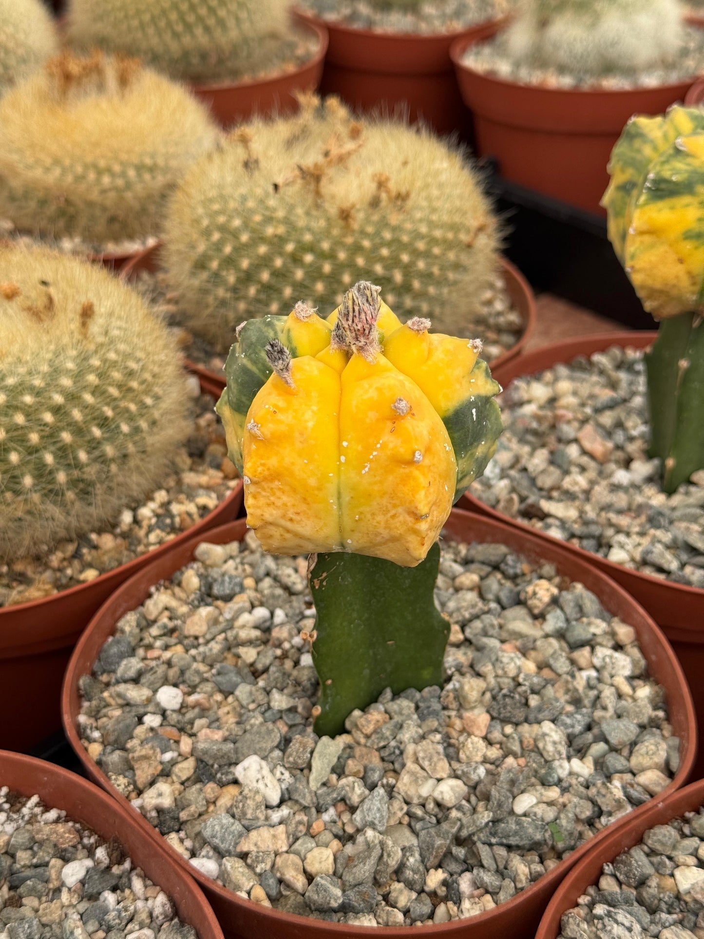 Injerto de astrophytum variegado
