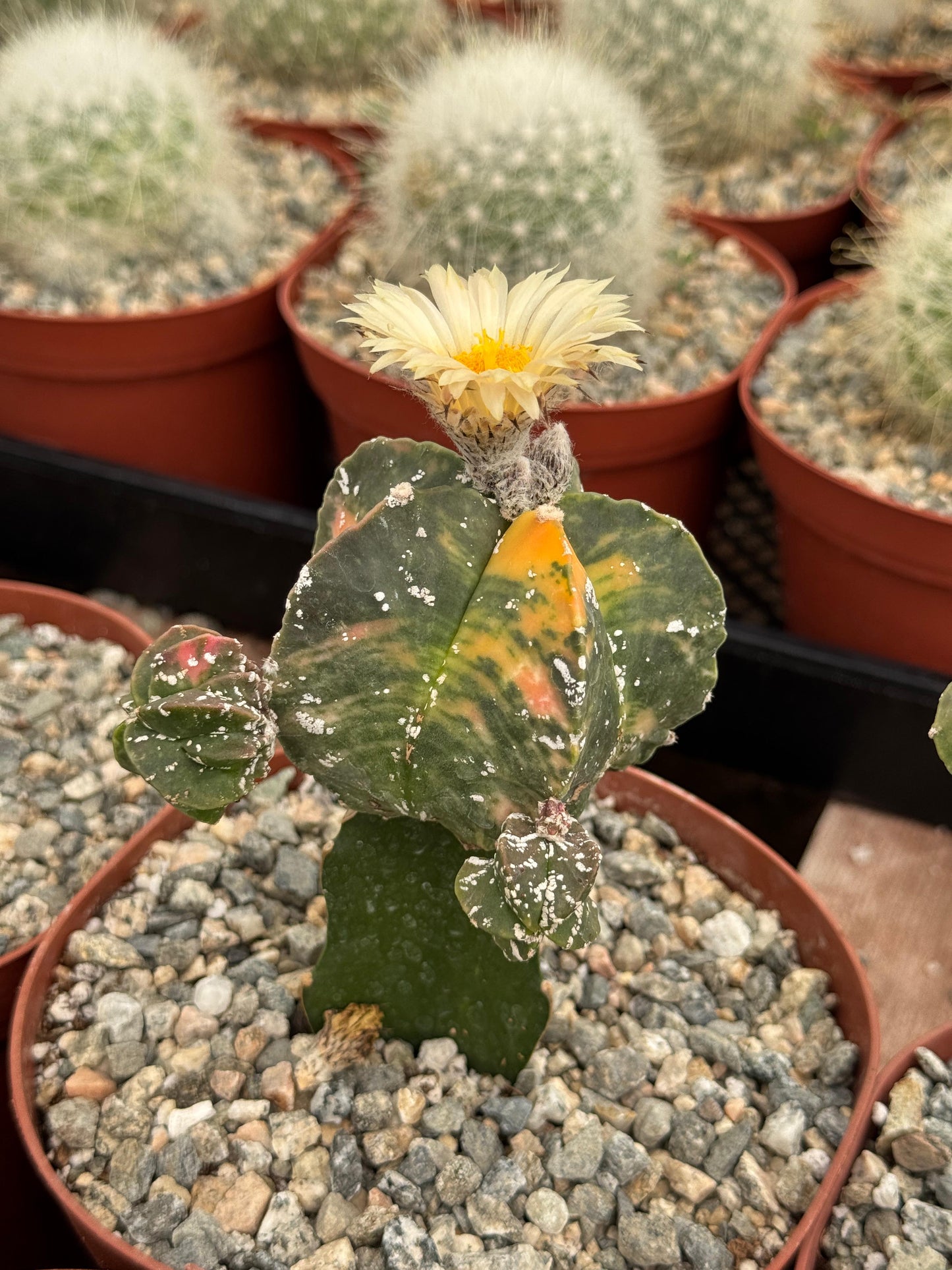 Injerto de astrophytum variegado