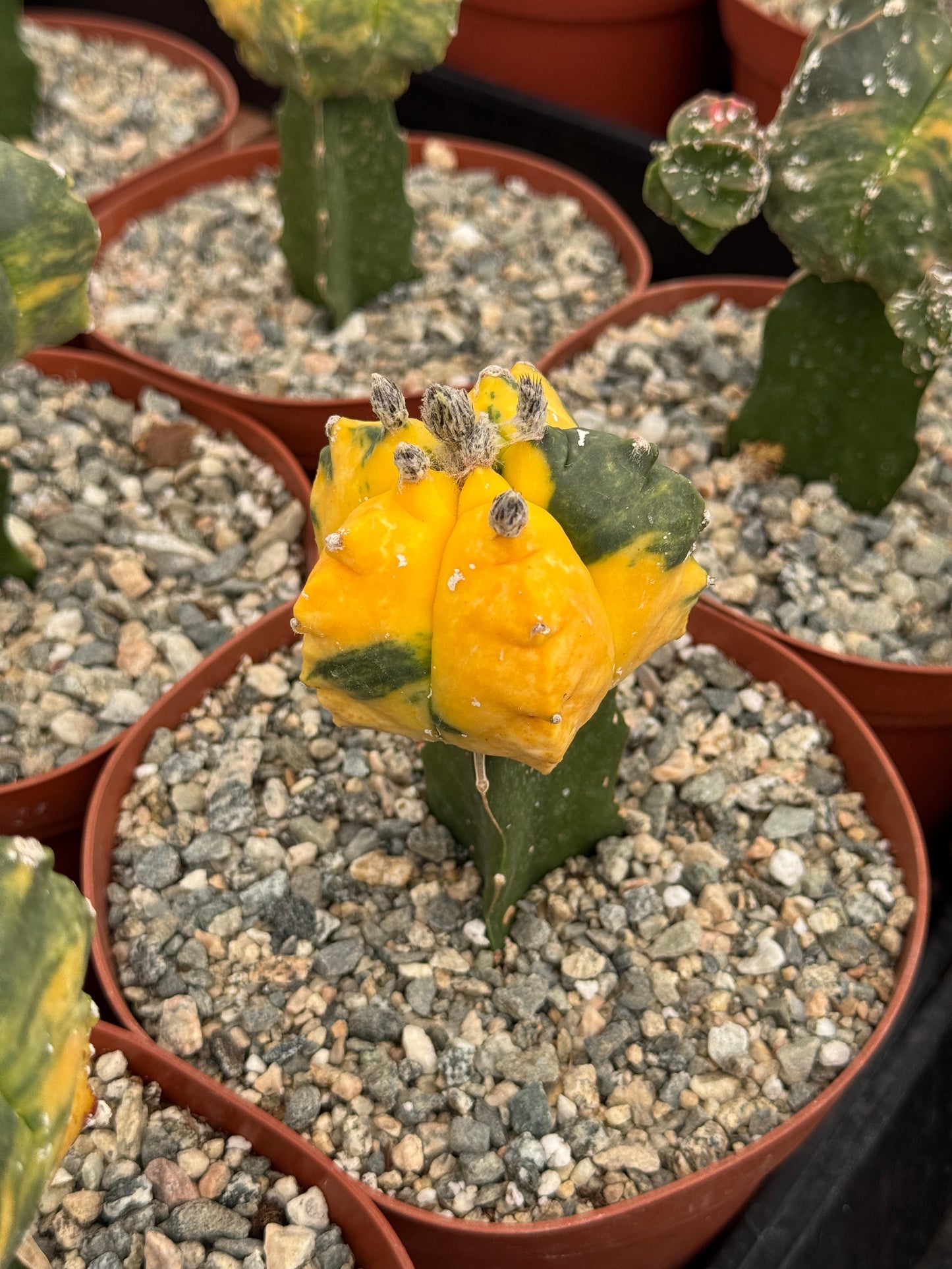 Injerto de astrophytum variegado