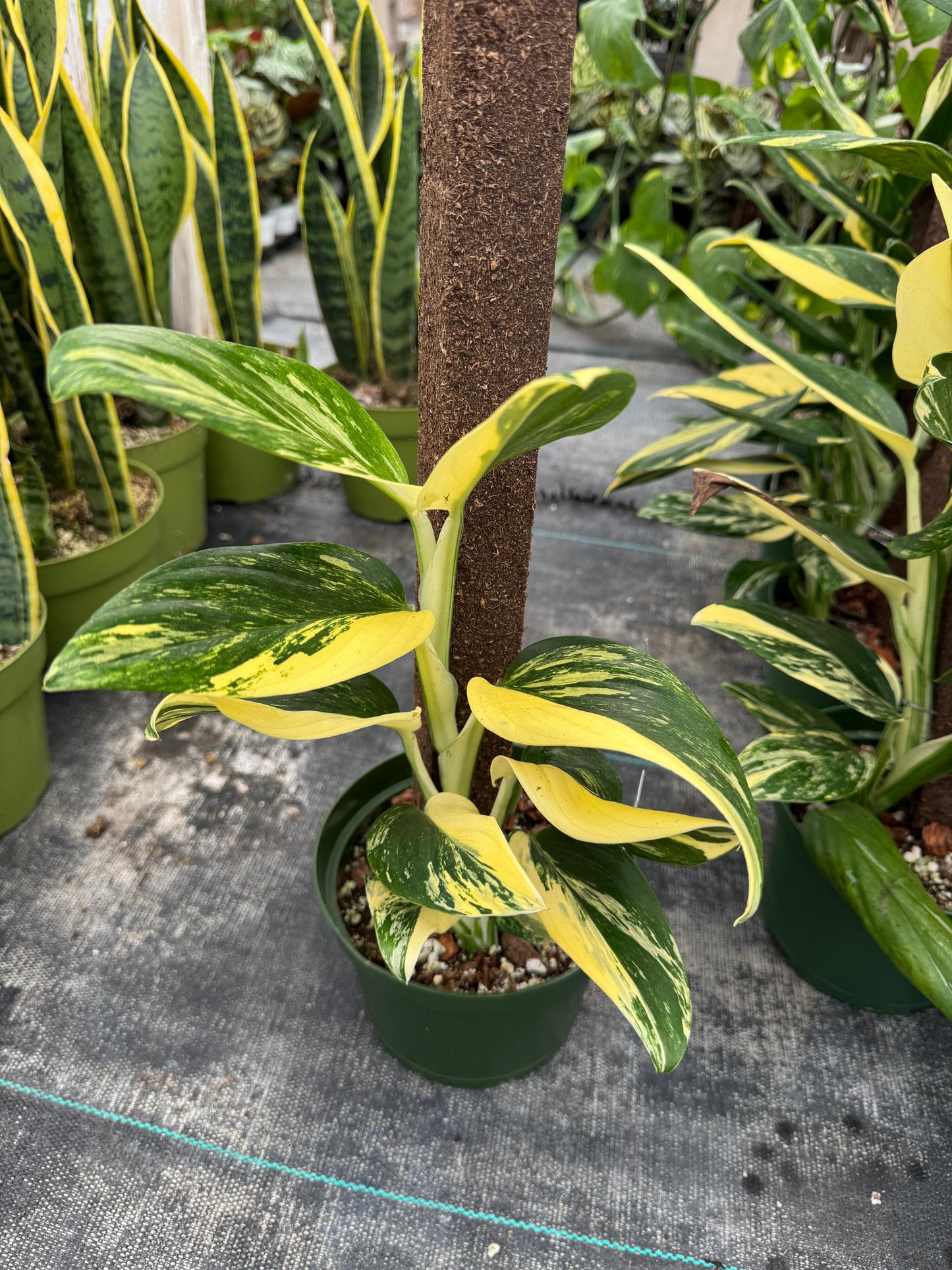 Monstera standleyana Variegada