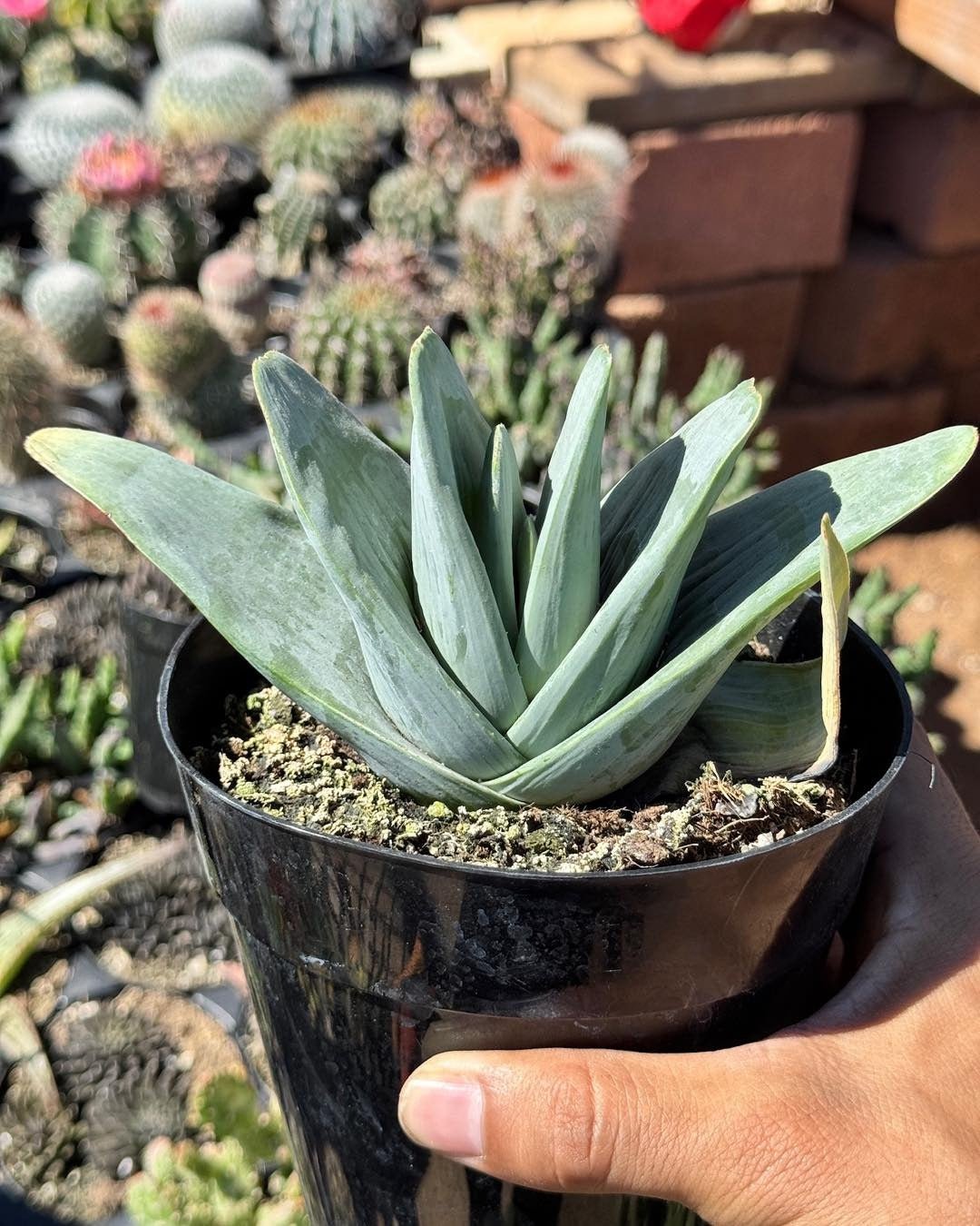 Aloe plicatilis compacto