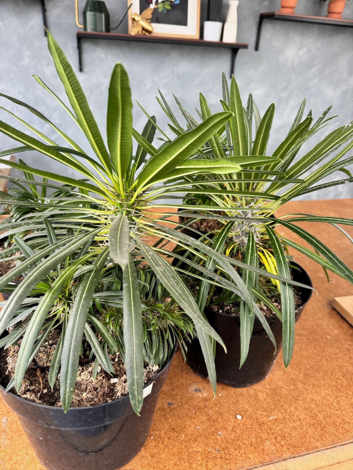Pachypodium lamerei crestado
