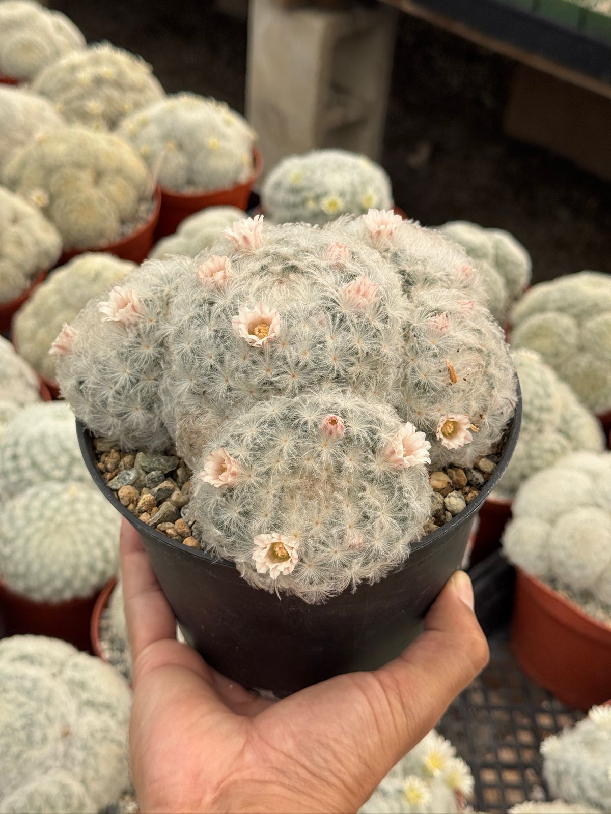 Mammillaria Plumosa – TiaJuanas Plants México