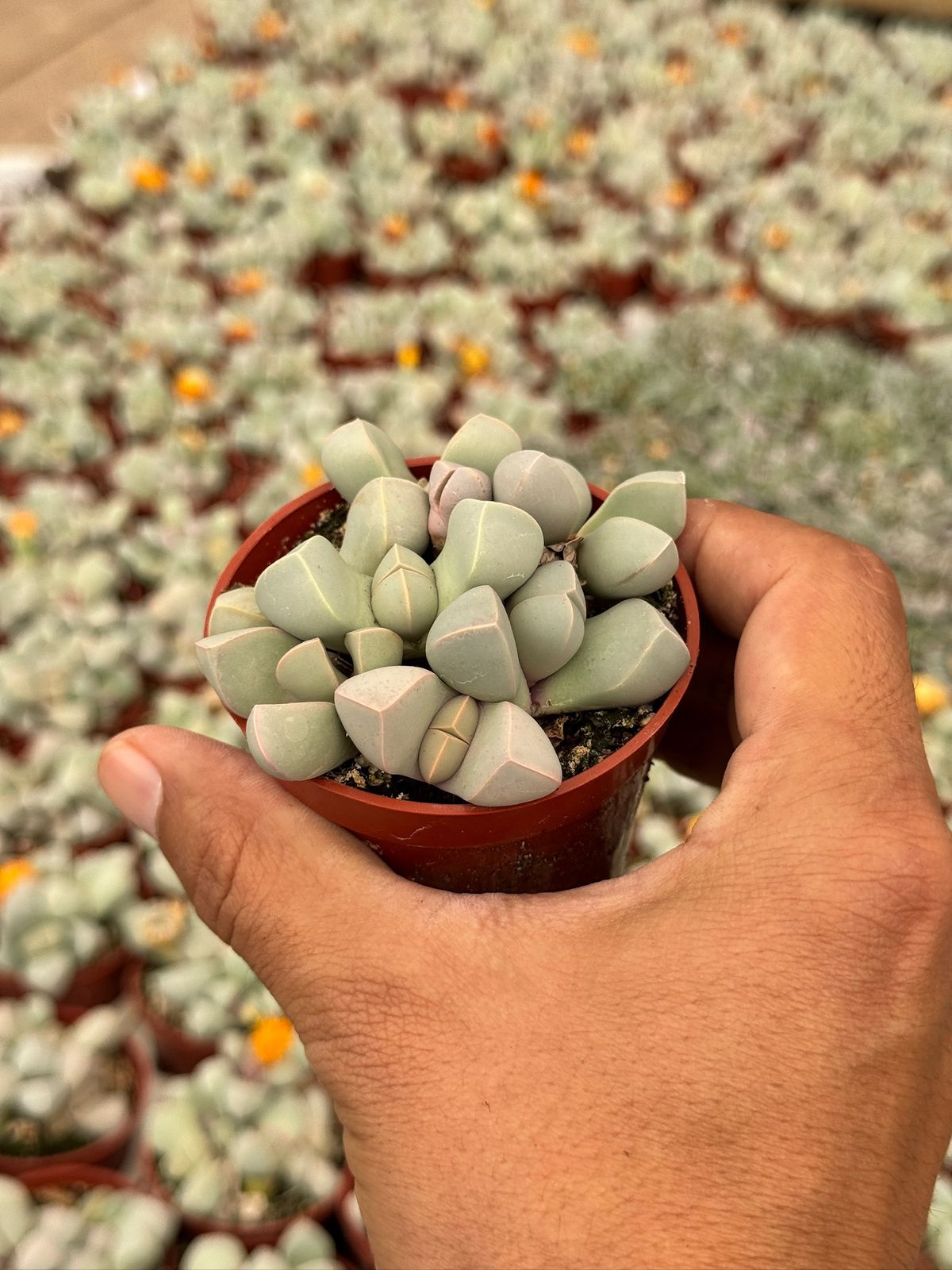 Lapidaria margaretae cluster