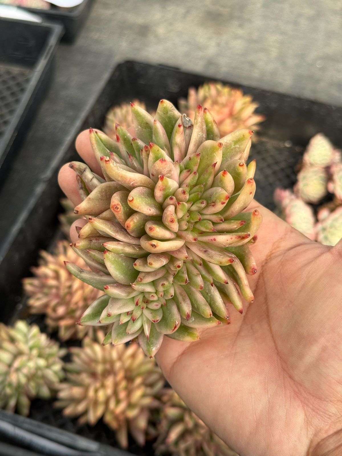 Echeveria elk soul Variegada crestada