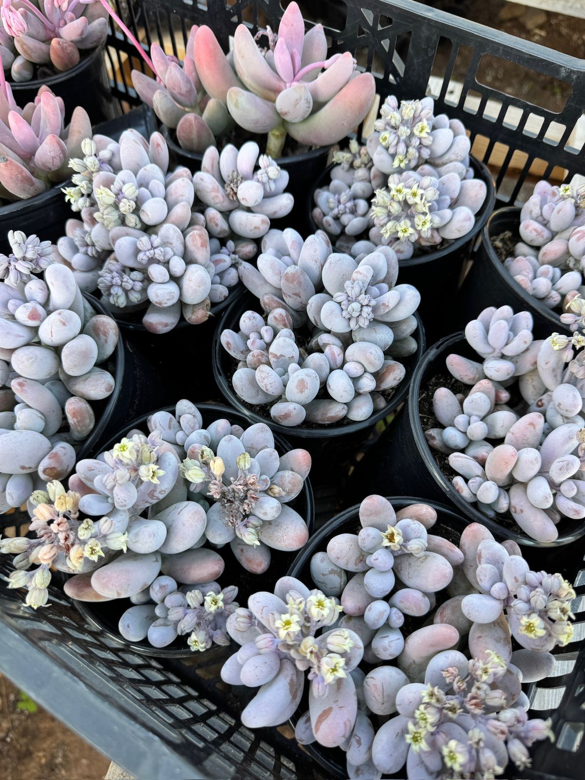 Pachyphytum hibrido