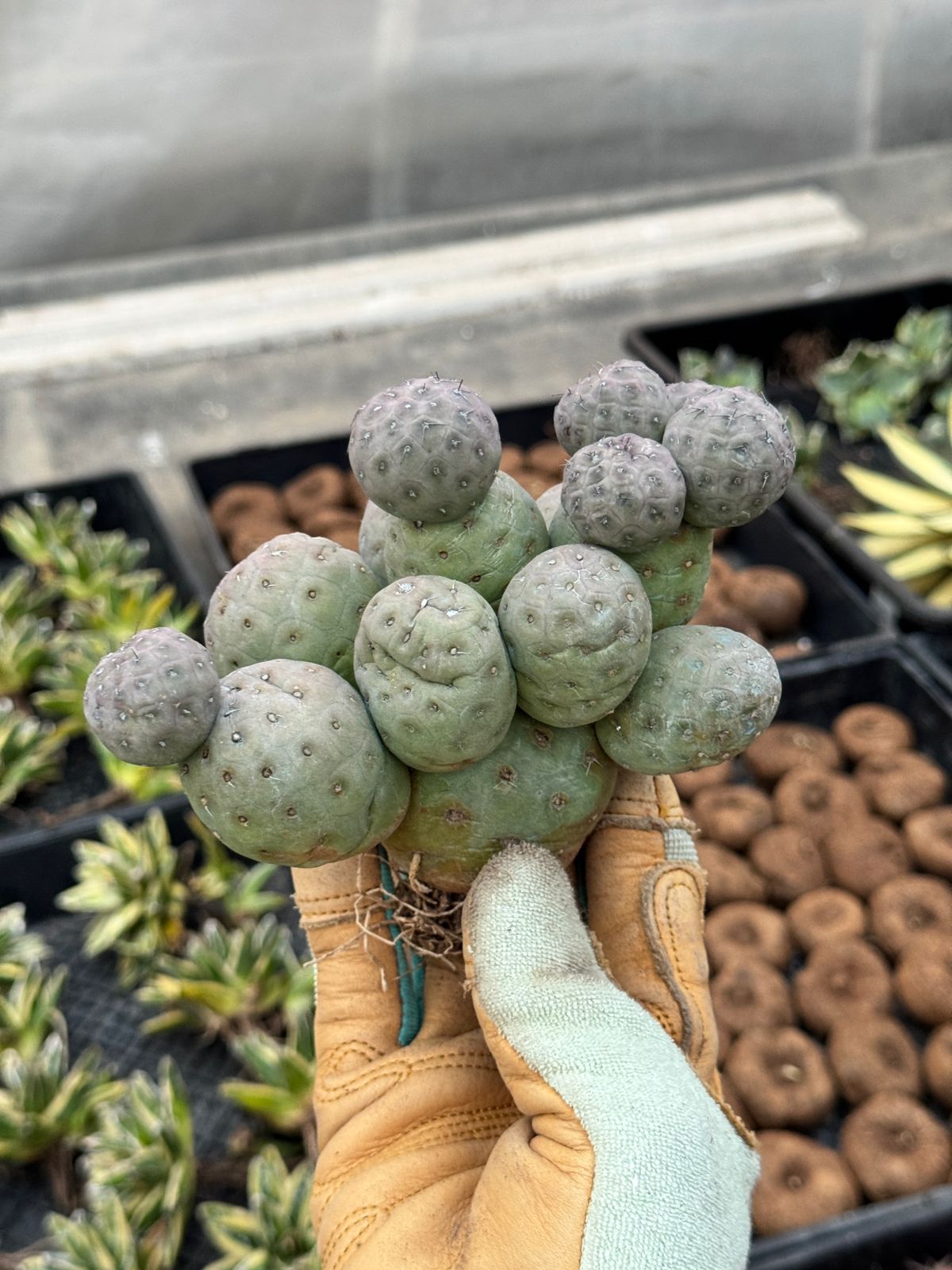 Tephrocactus geometricus