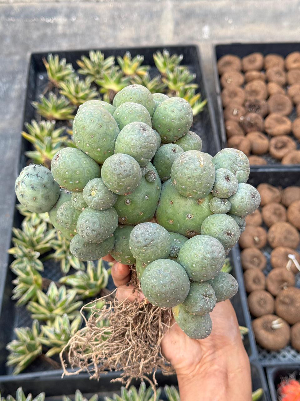 Tephrocactus geometricus