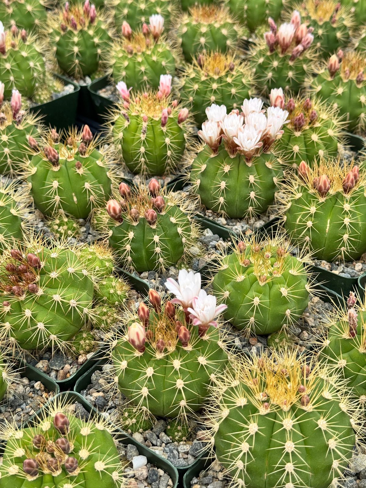 Gymnocalycium chacoense