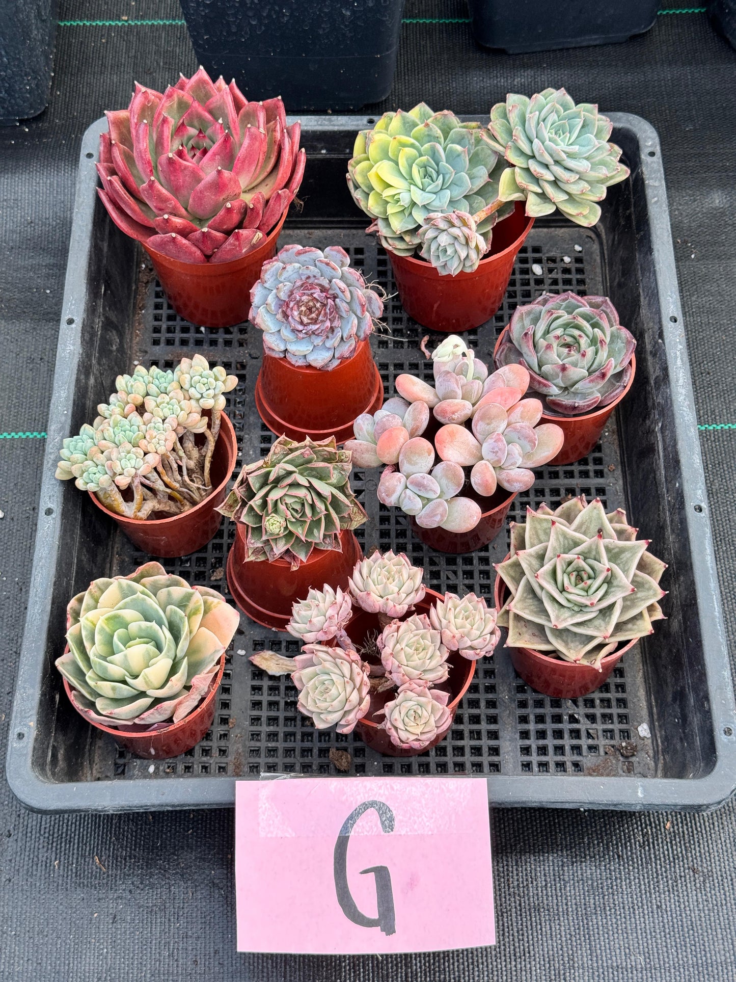 Charola de suculentas mix importadas