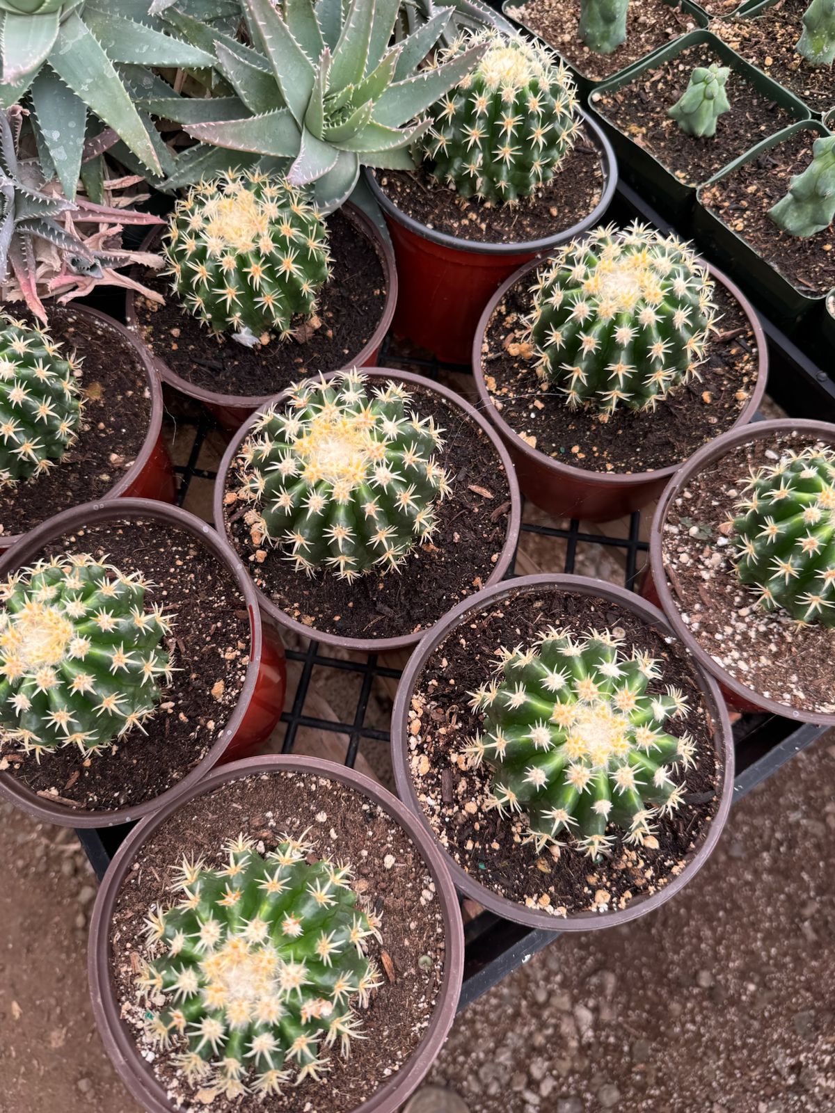 Echinocactus grusonii brevispinus