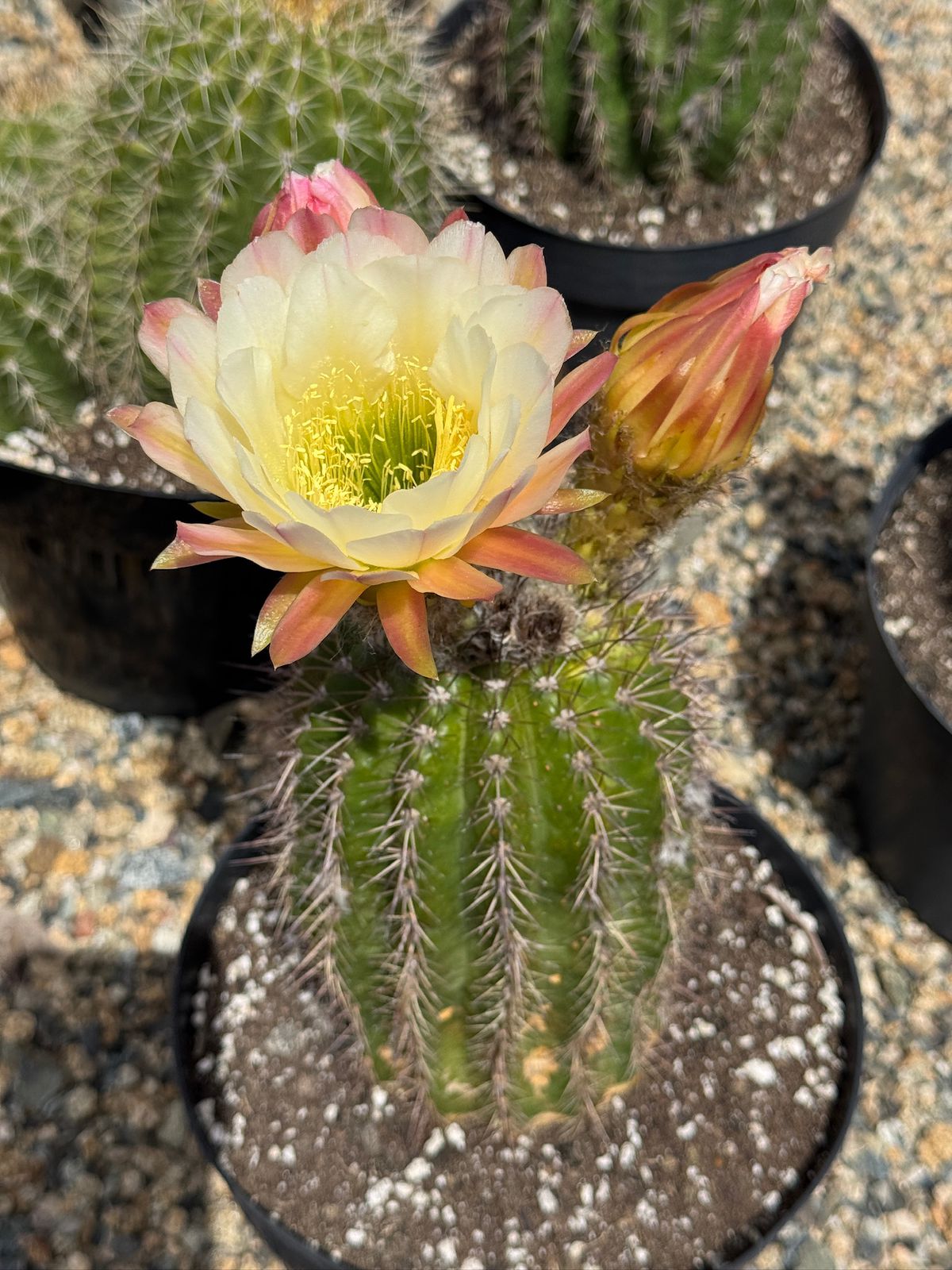 Trichocereus Grandiflorus hibrido 8"
