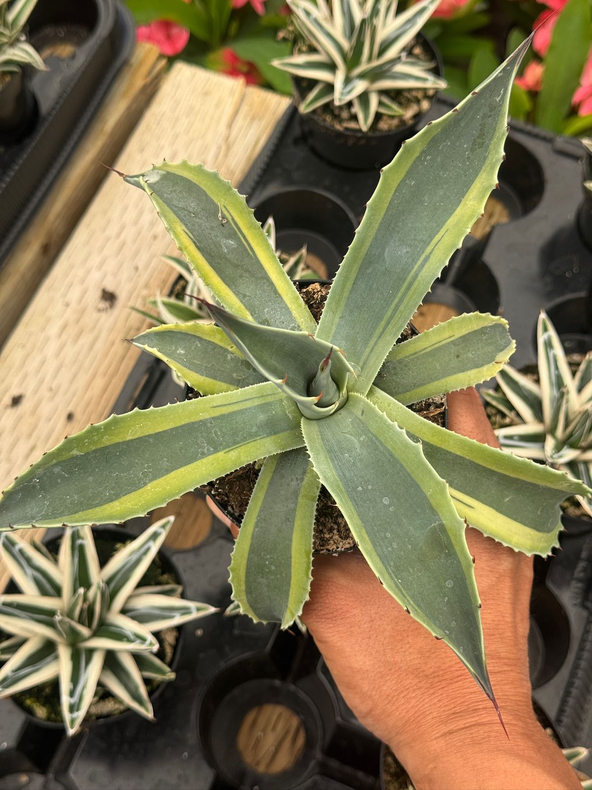 Agave ovatifolia 'Orca' Variegado – TiaJuanas Plants México