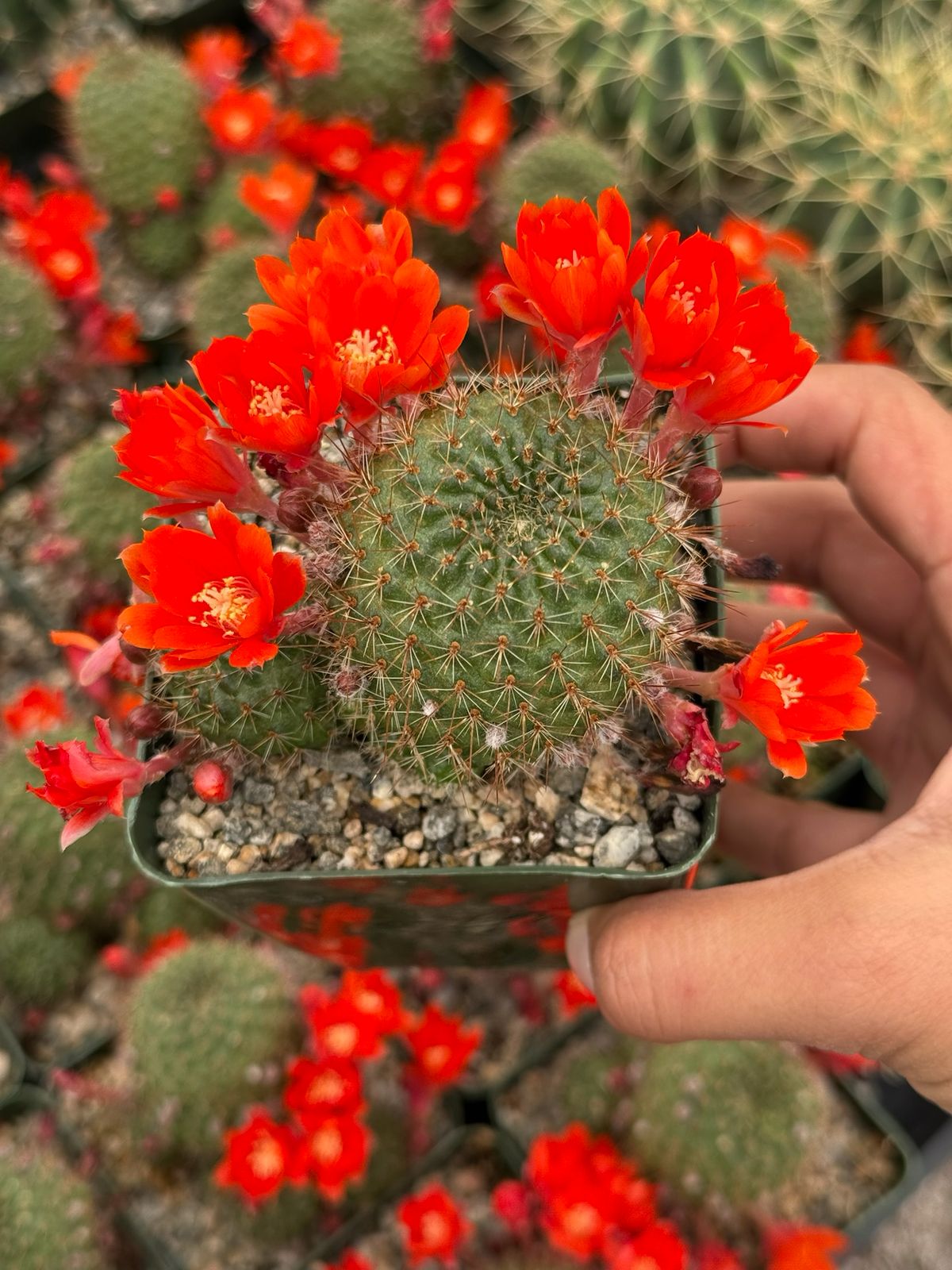 Rebutia padcayensis