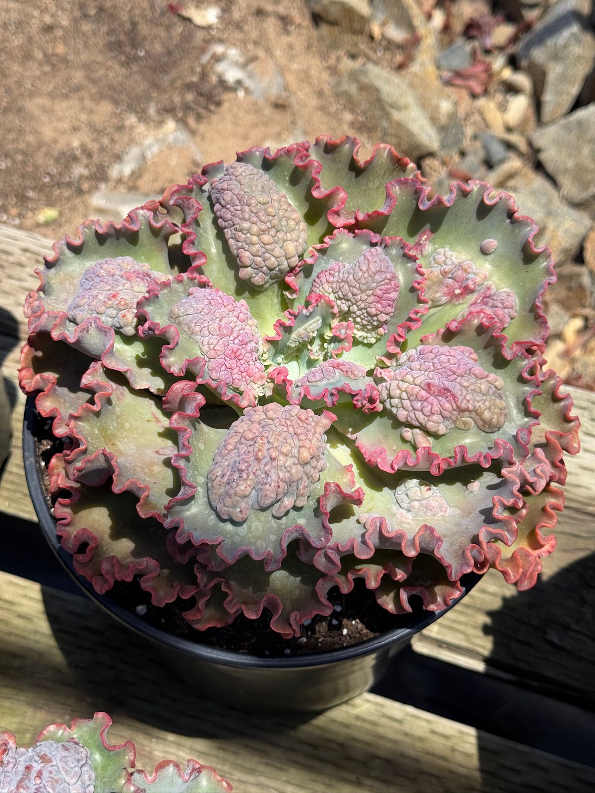 Echeveria sea dragón